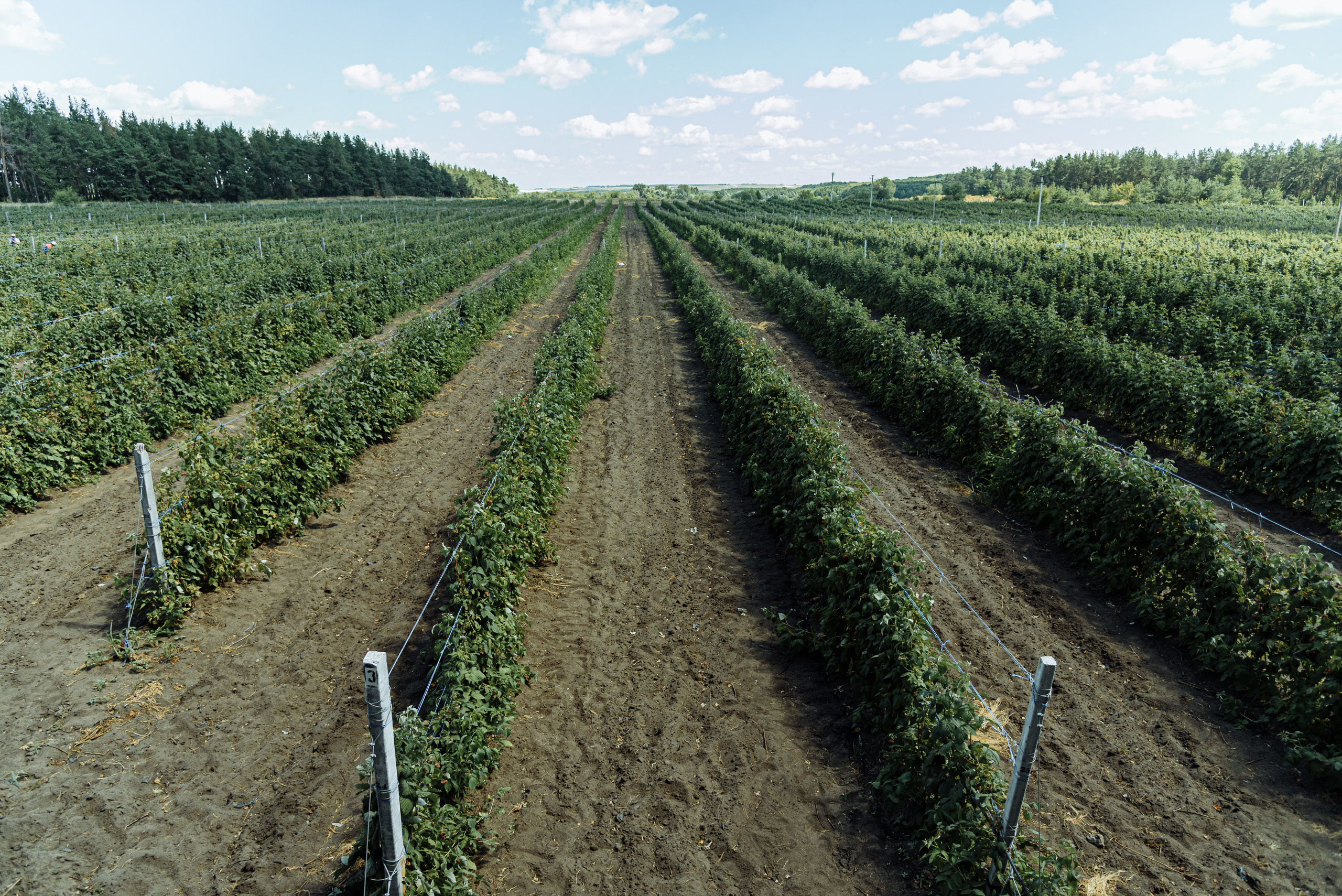 ОстрогожскСадПитомник. Фотограф, видеограф