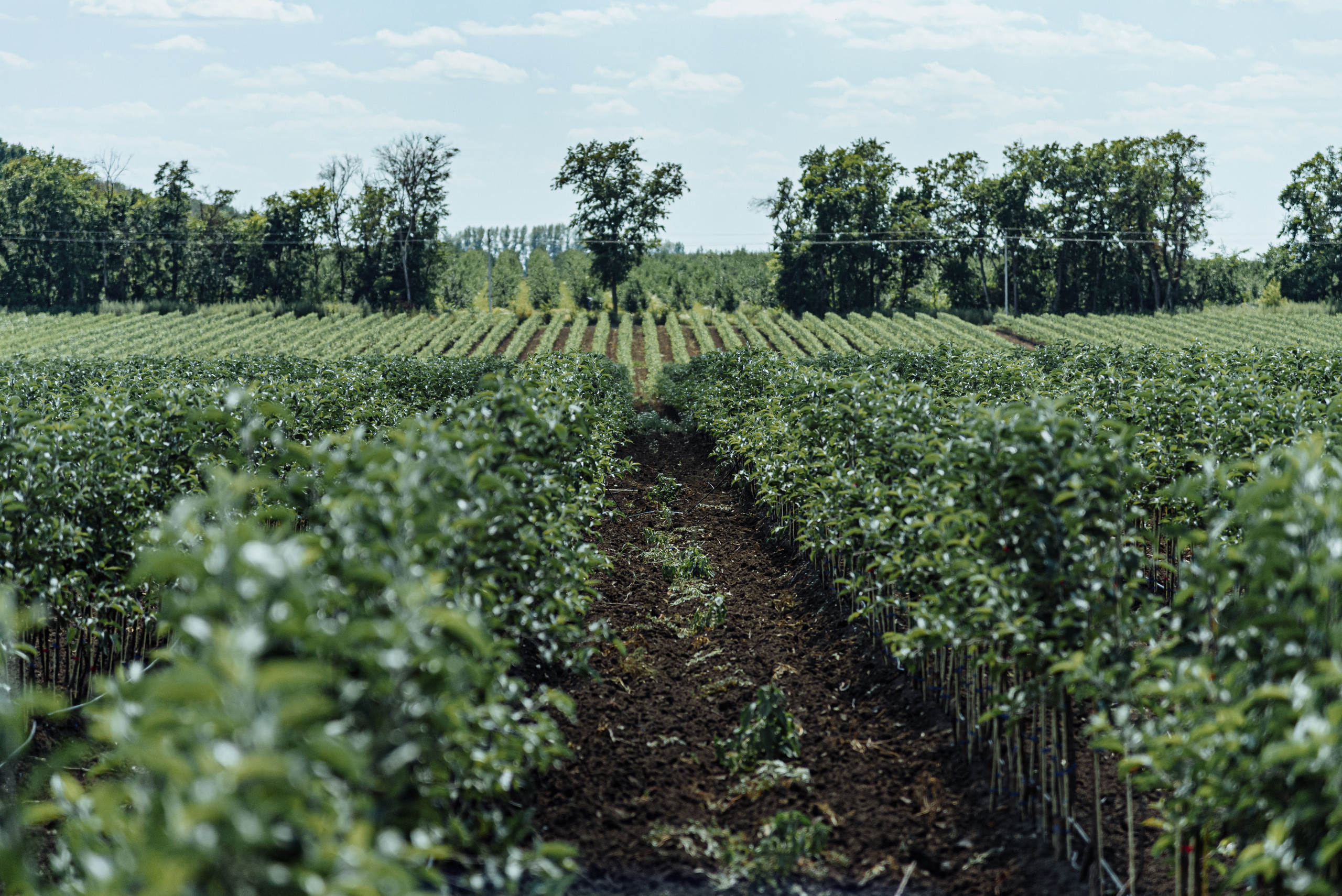 ОстрогожскСадПитомник. Фотограф, видеограф