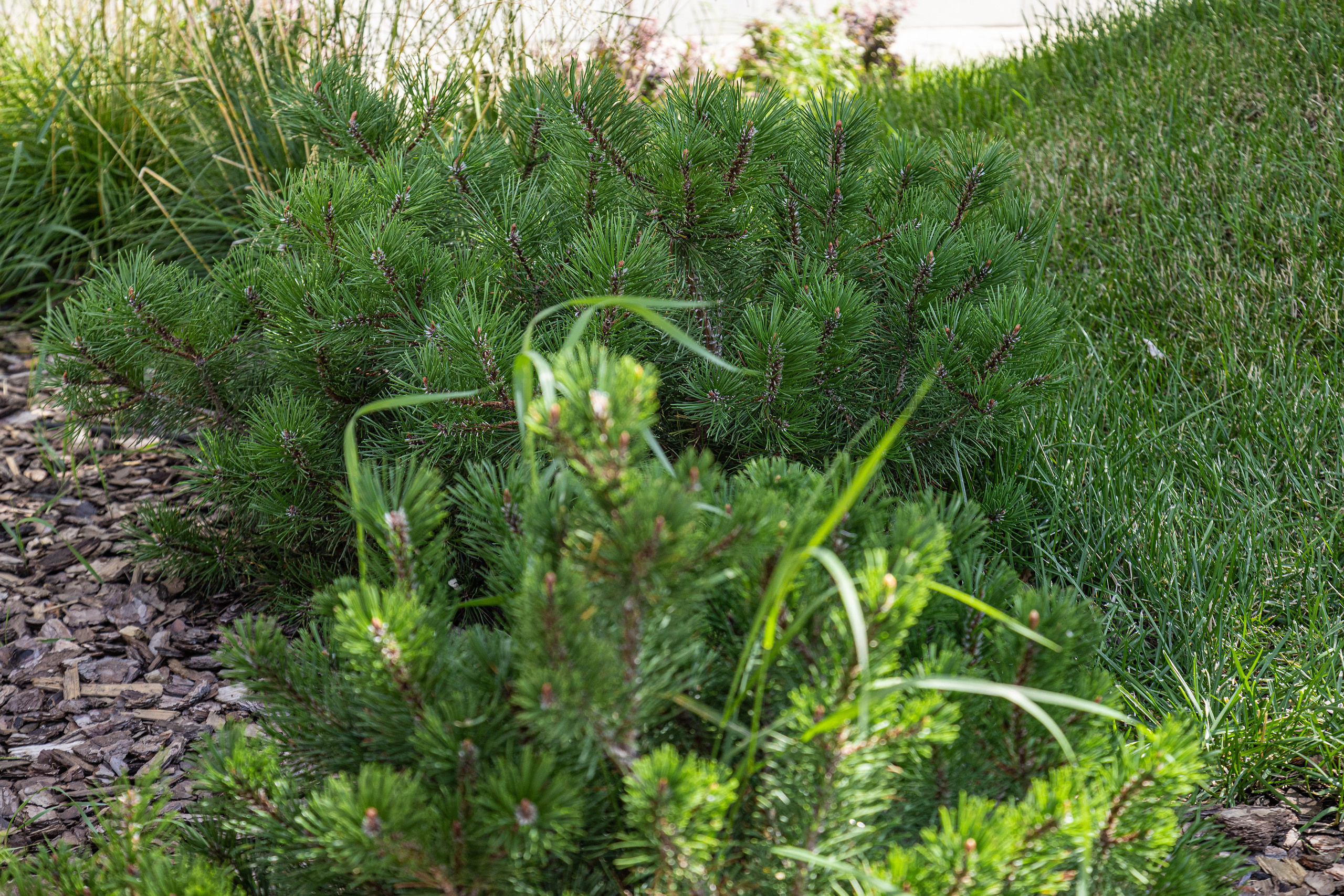ЖК 5 Столиц, ландшафтный дизайн. Фотограф, видеограф