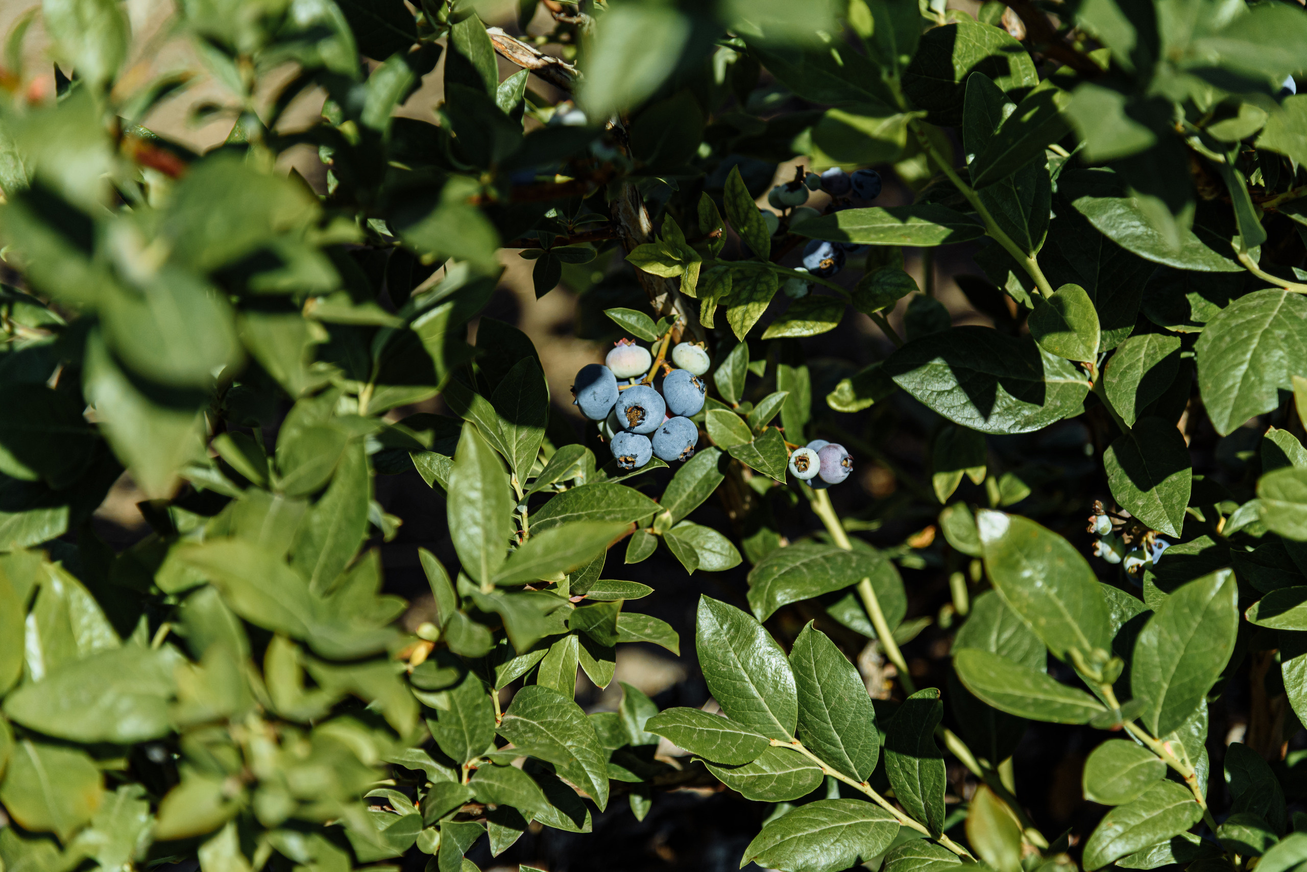 ОстрогожскСадПитомник. Фотограф, видеограф
