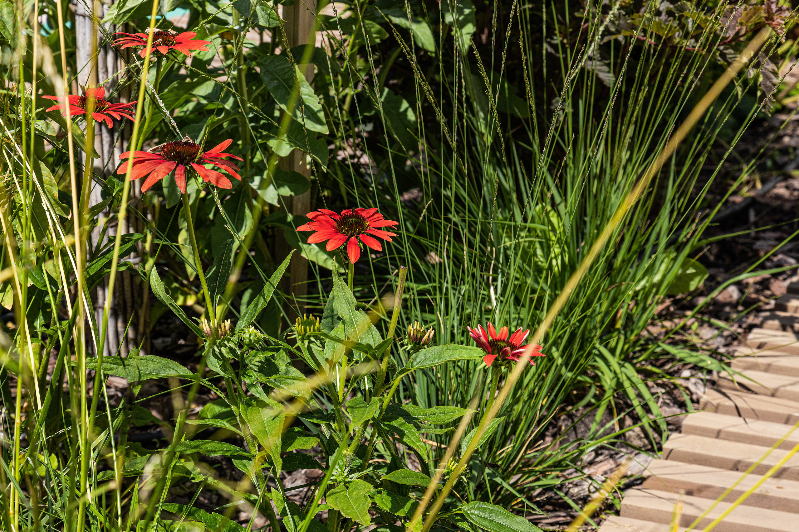 ЖК 5 Столиц, ландшафтный дизайн. Фотограф, видеограф
