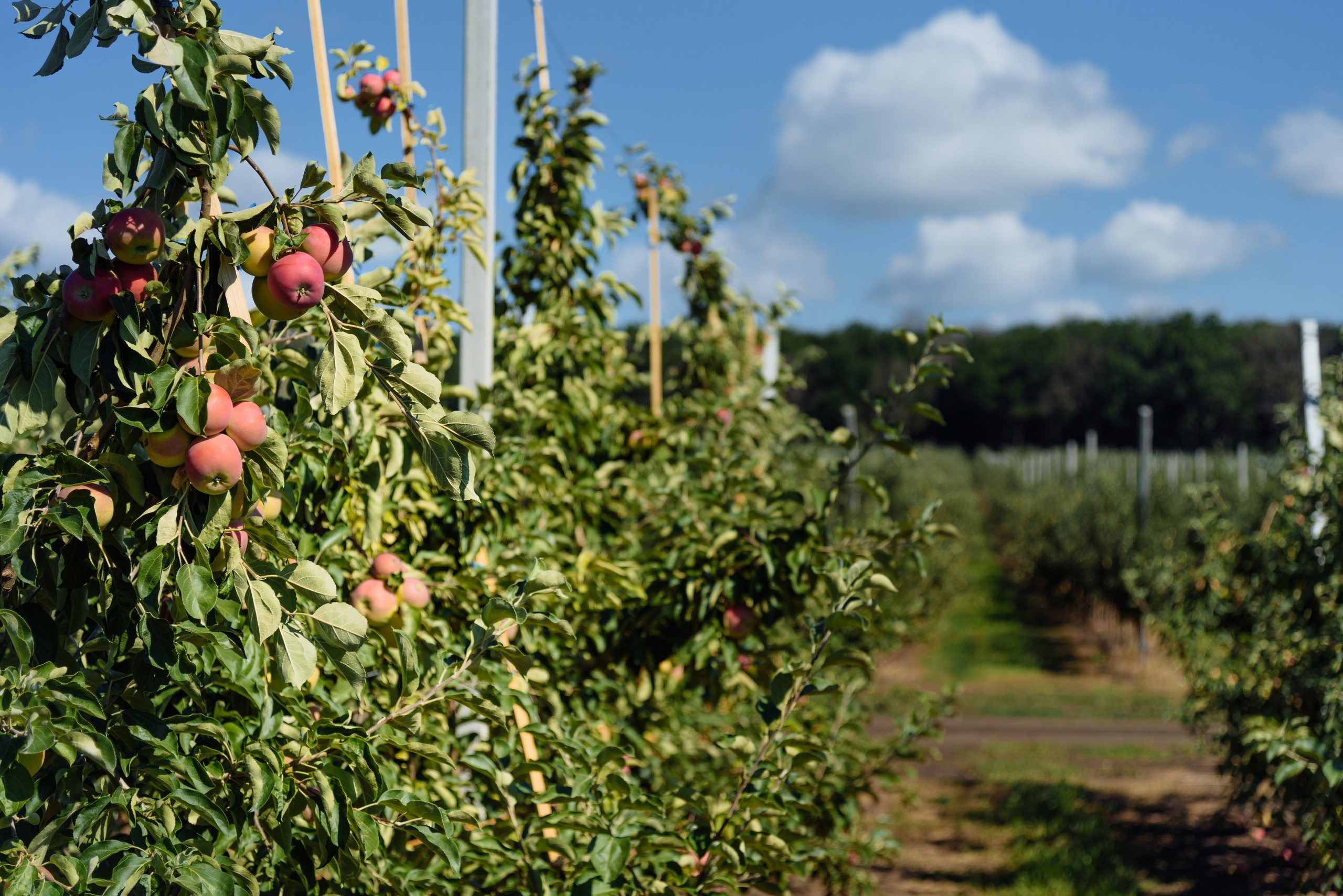 ОстрогожскСадПитомник. Фотограф, видеограф