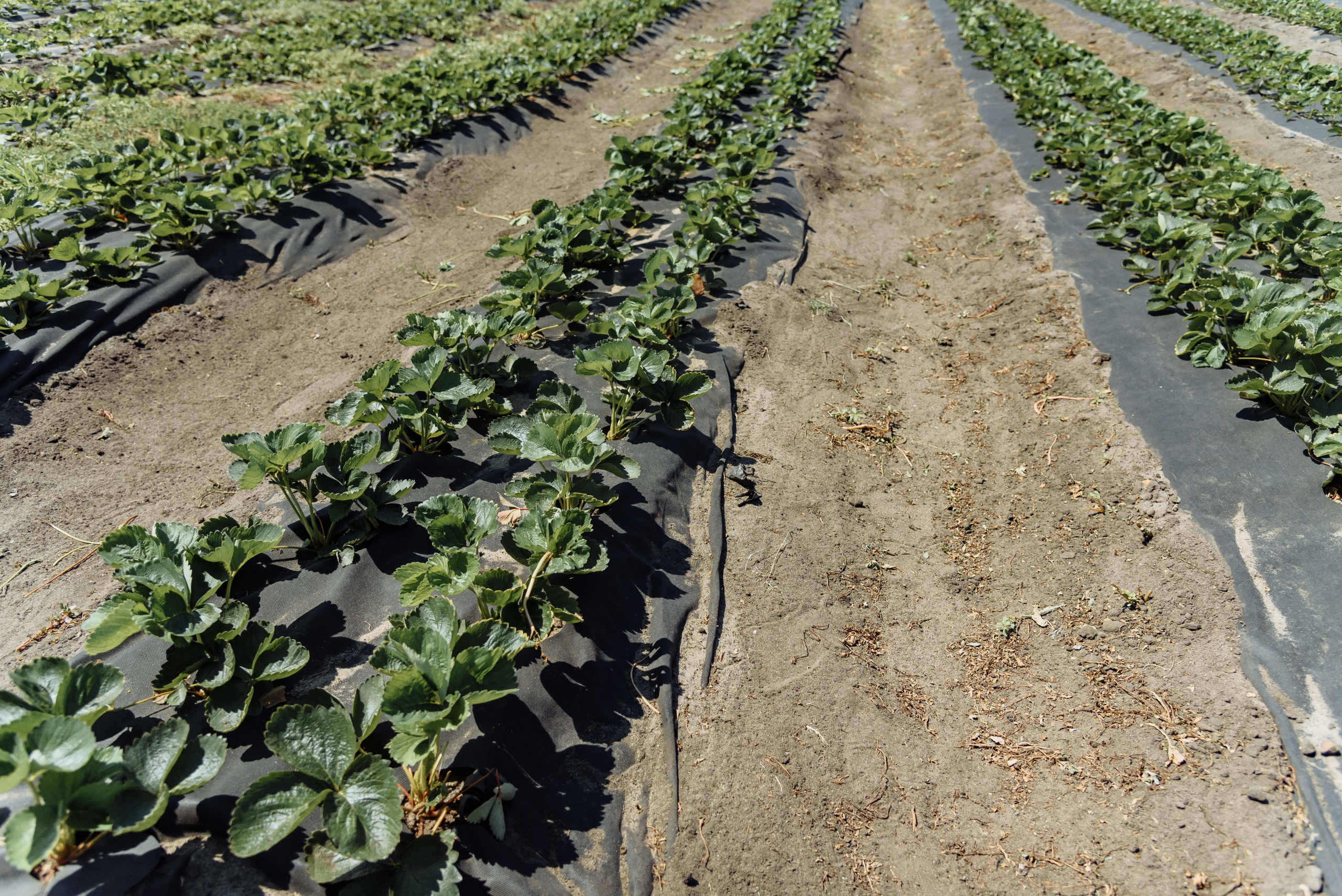 ОстрогожскСадПитомник. Фотограф, видеограф