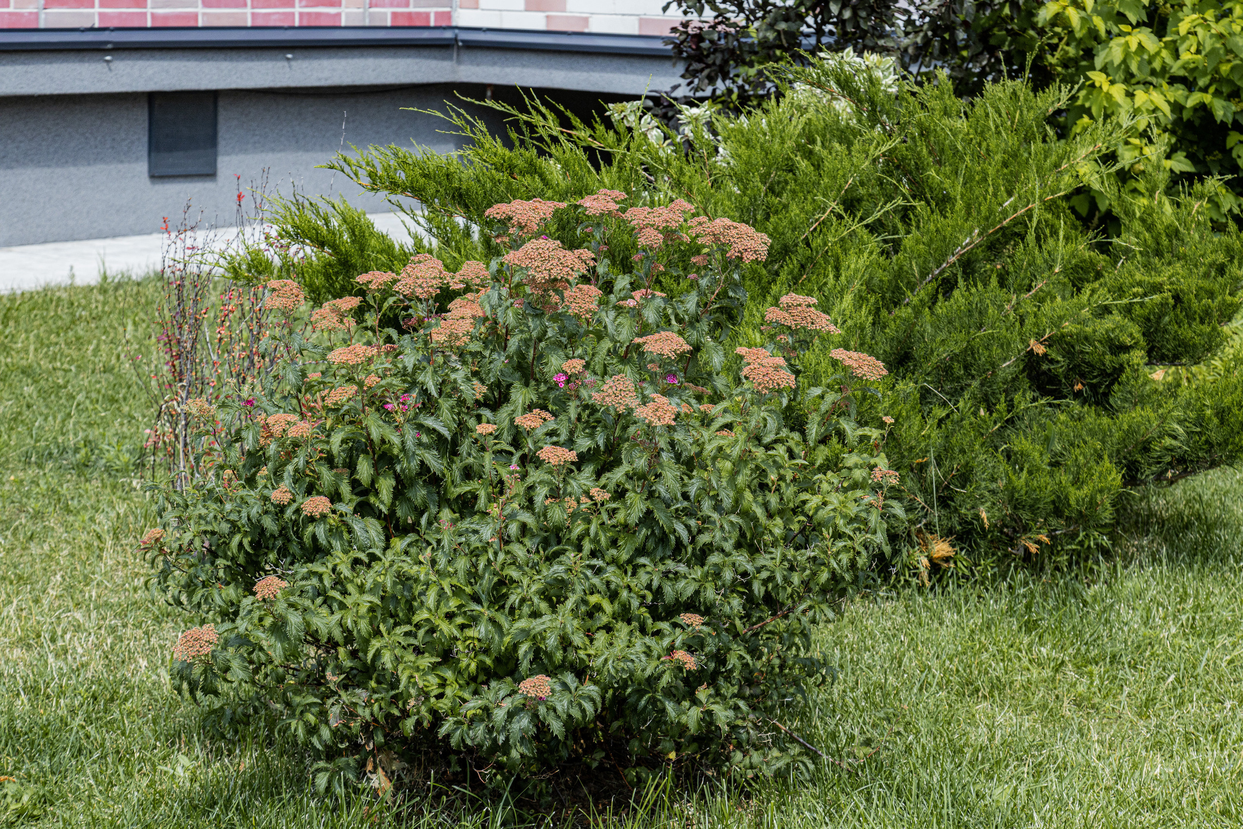ЖК 5 Столиц, ландшафтный дизайн. Фотограф, видеограф