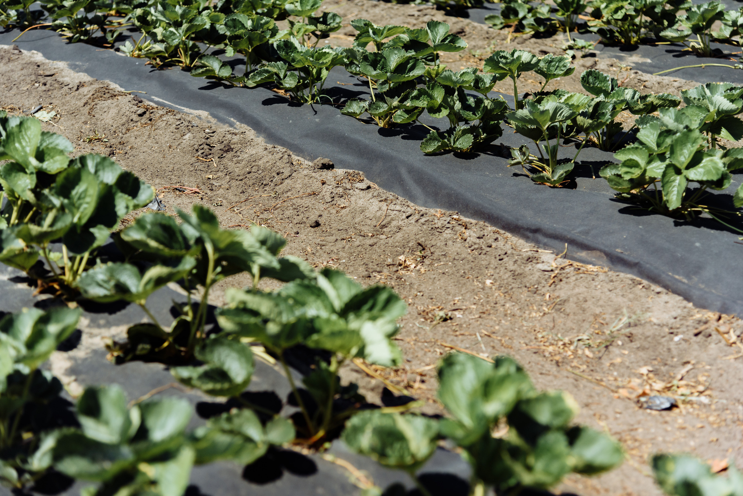 ОстрогожскСадПитомник. Фотограф, видеограф