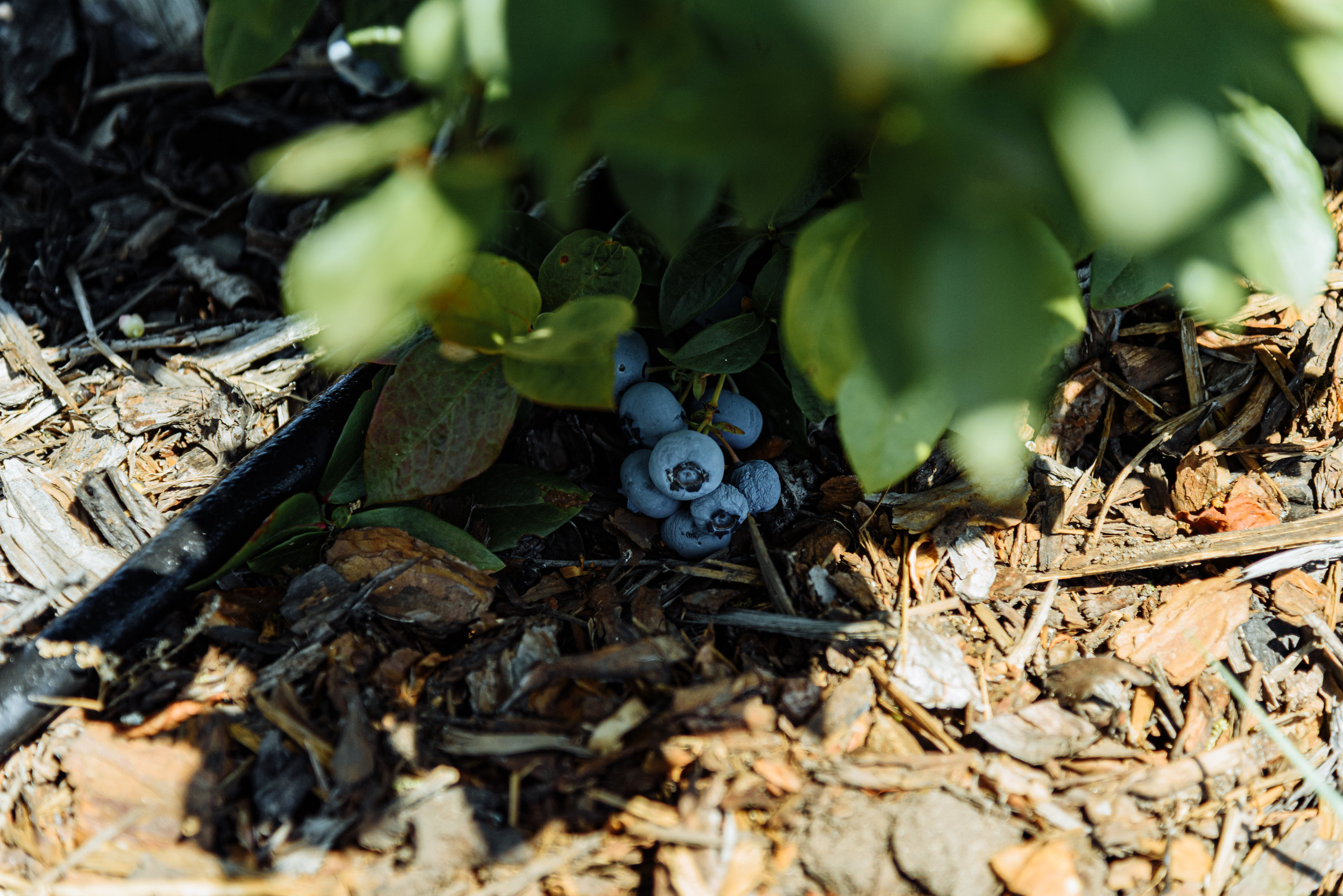 ОстрогожскСадПитомник. Фотограф, видеограф