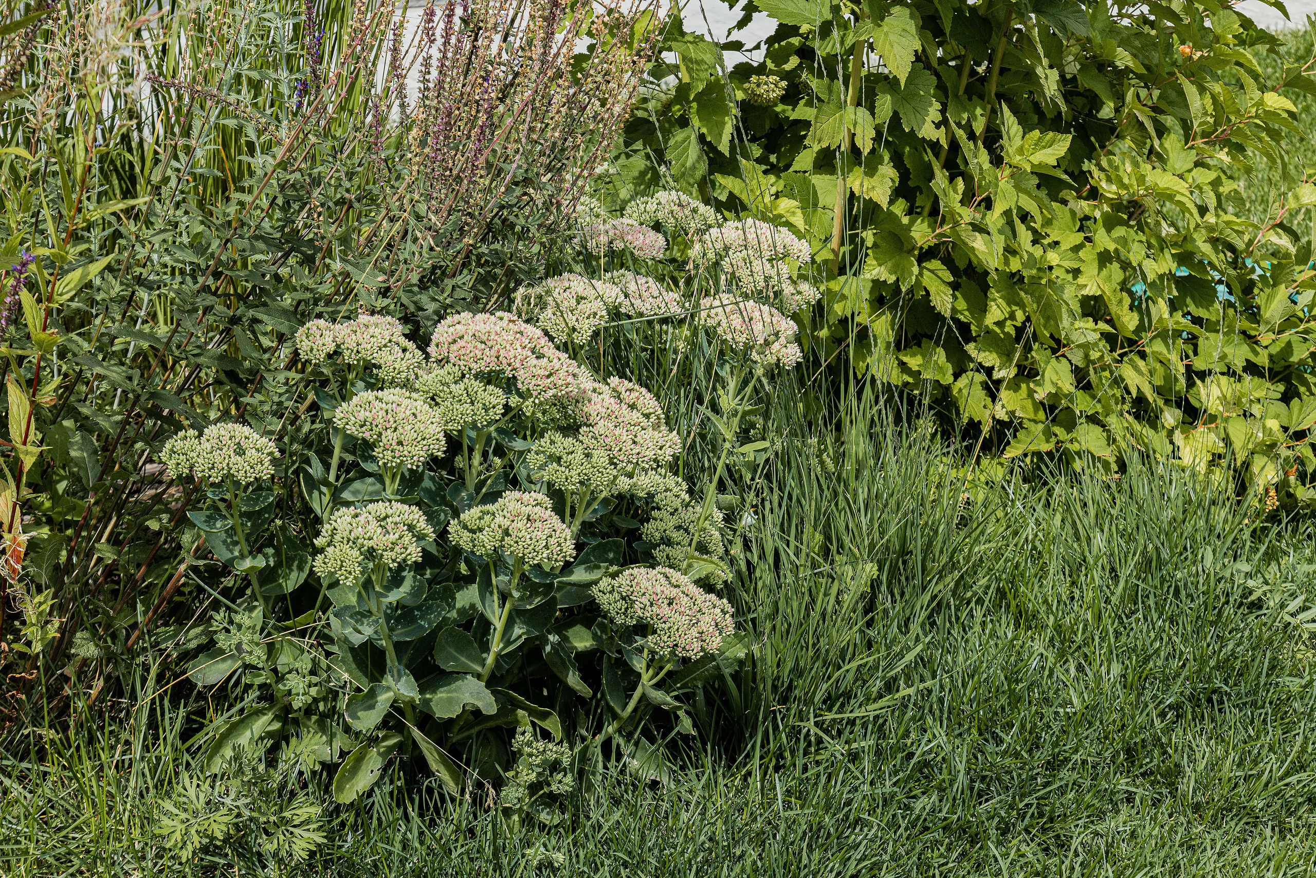 ЖК 5 Столиц, ландшафтный дизайн. Фотограф, видеограф