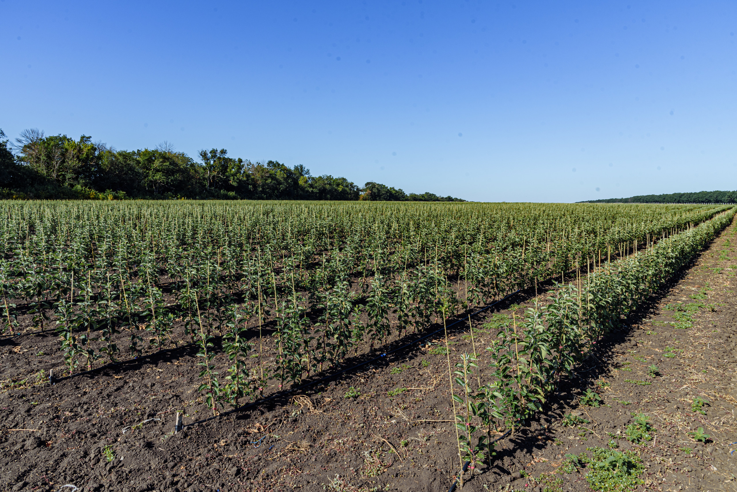 ОстрогожскСадПитомник. Фотограф, видеограф