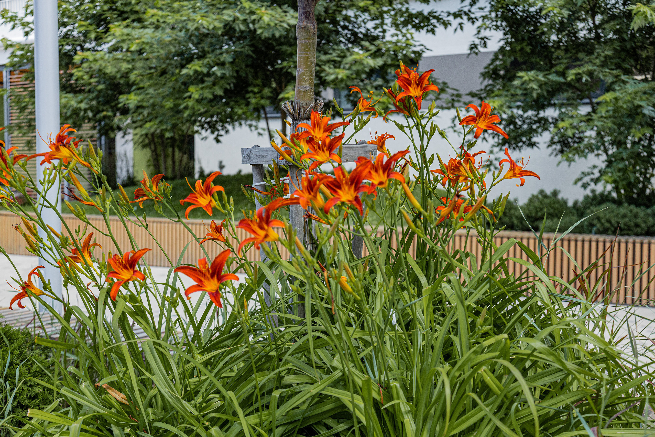 ЖК 5 Столиц, ландшафтный дизайн. Фотограф, видеограф
