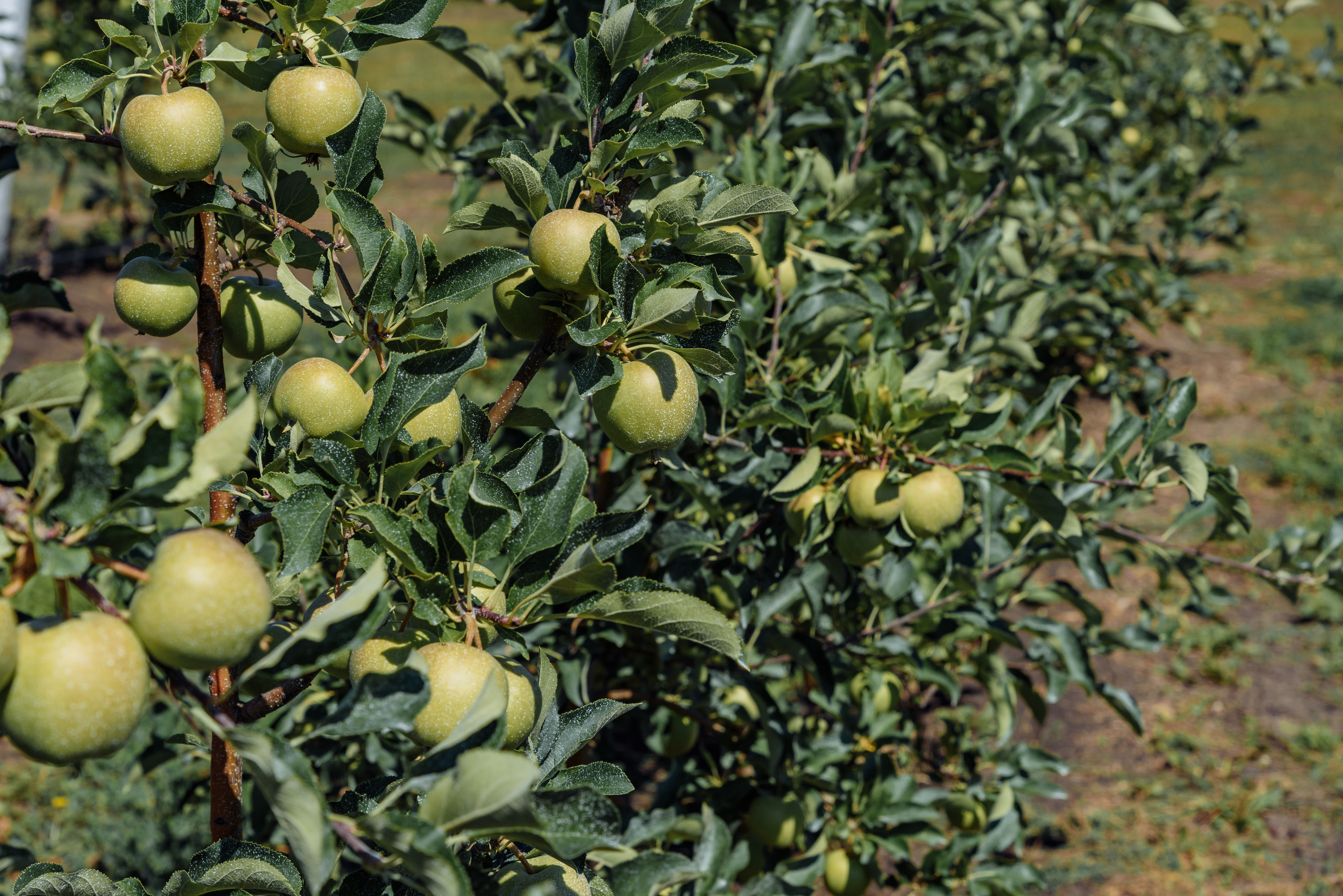 ОстрогожскСадПитомник. Фотограф, видеограф