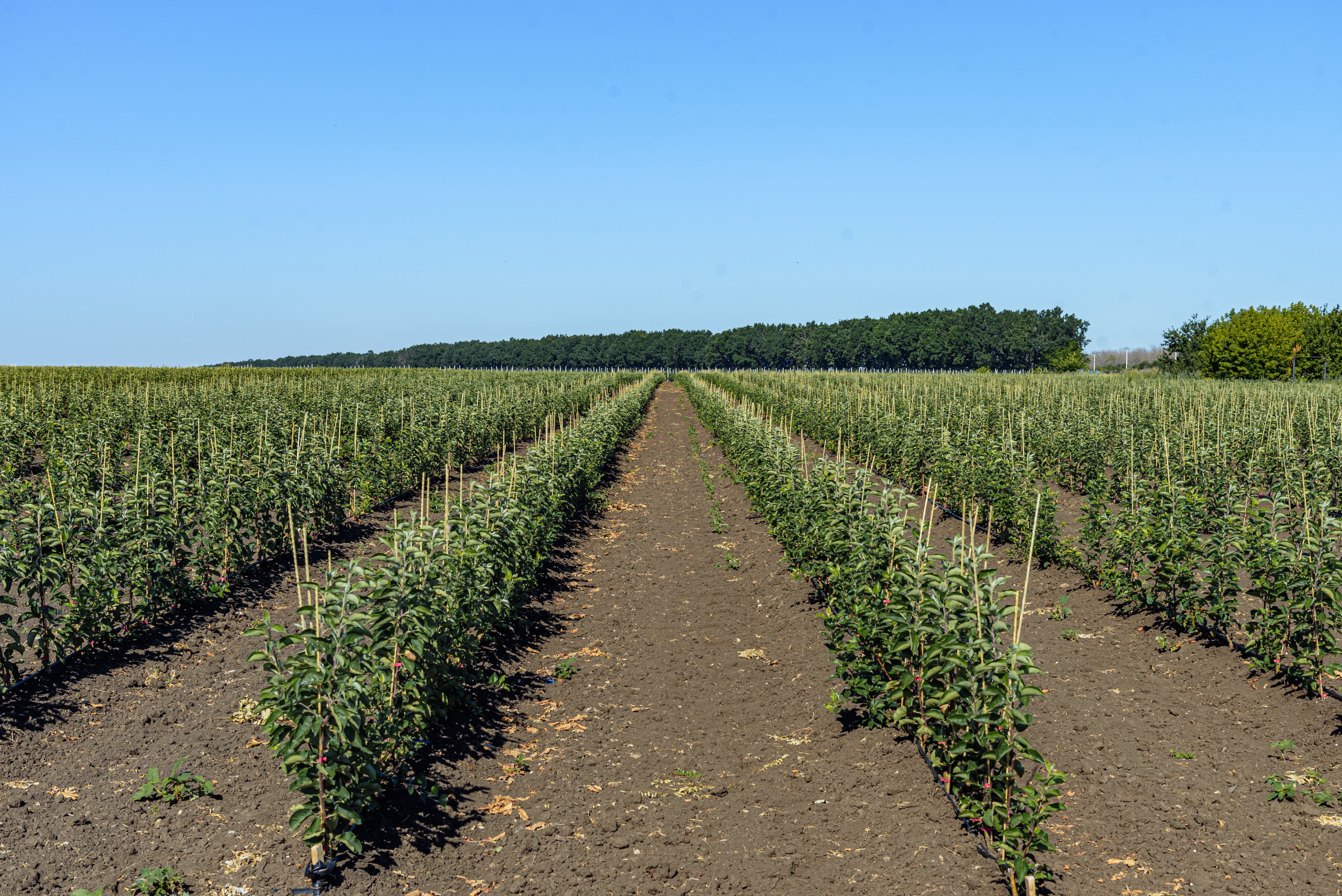ОстрогожскСадПитомник. Фотограф, видеограф