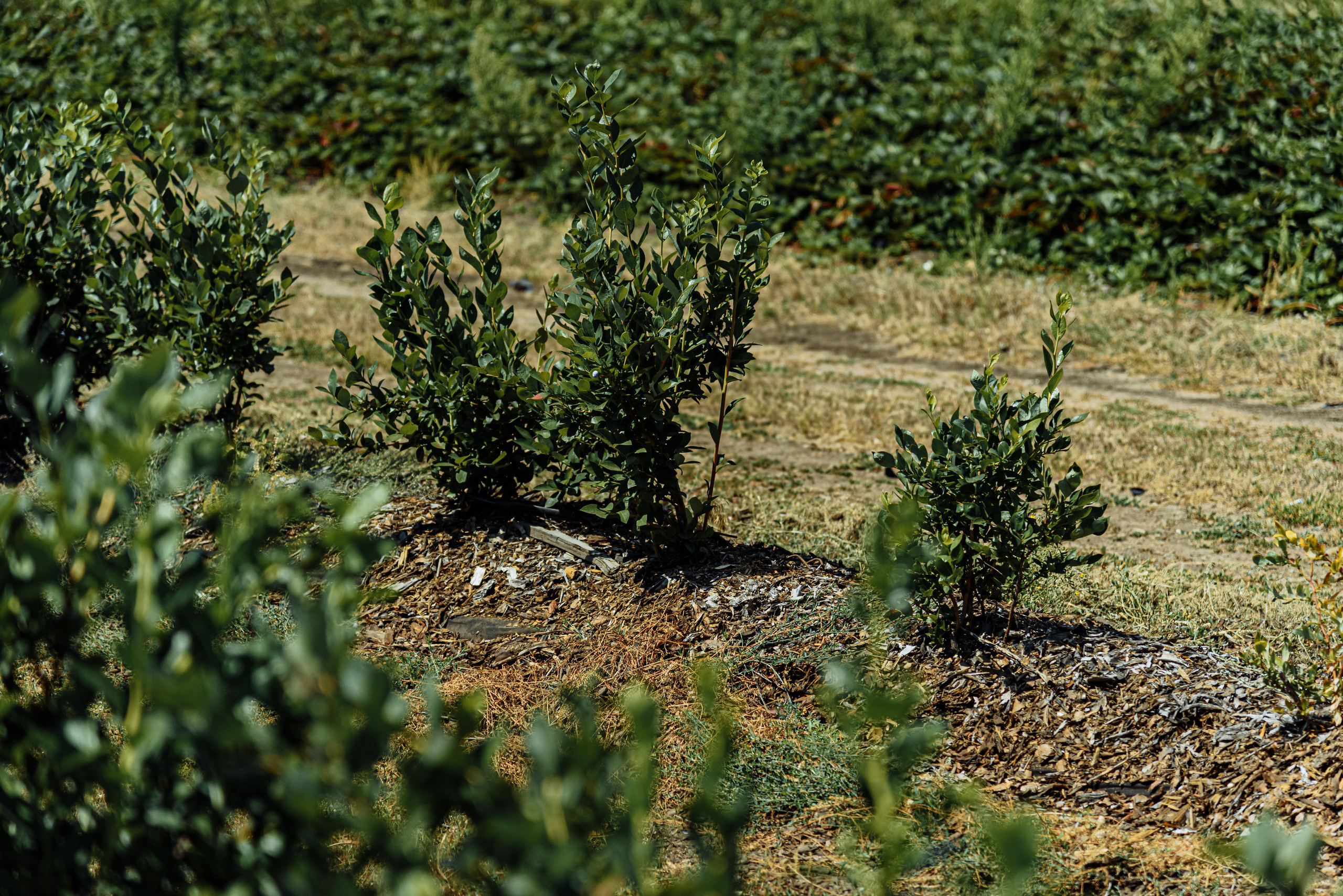 ОстрогожскСадПитомник. Фотограф, видеограф