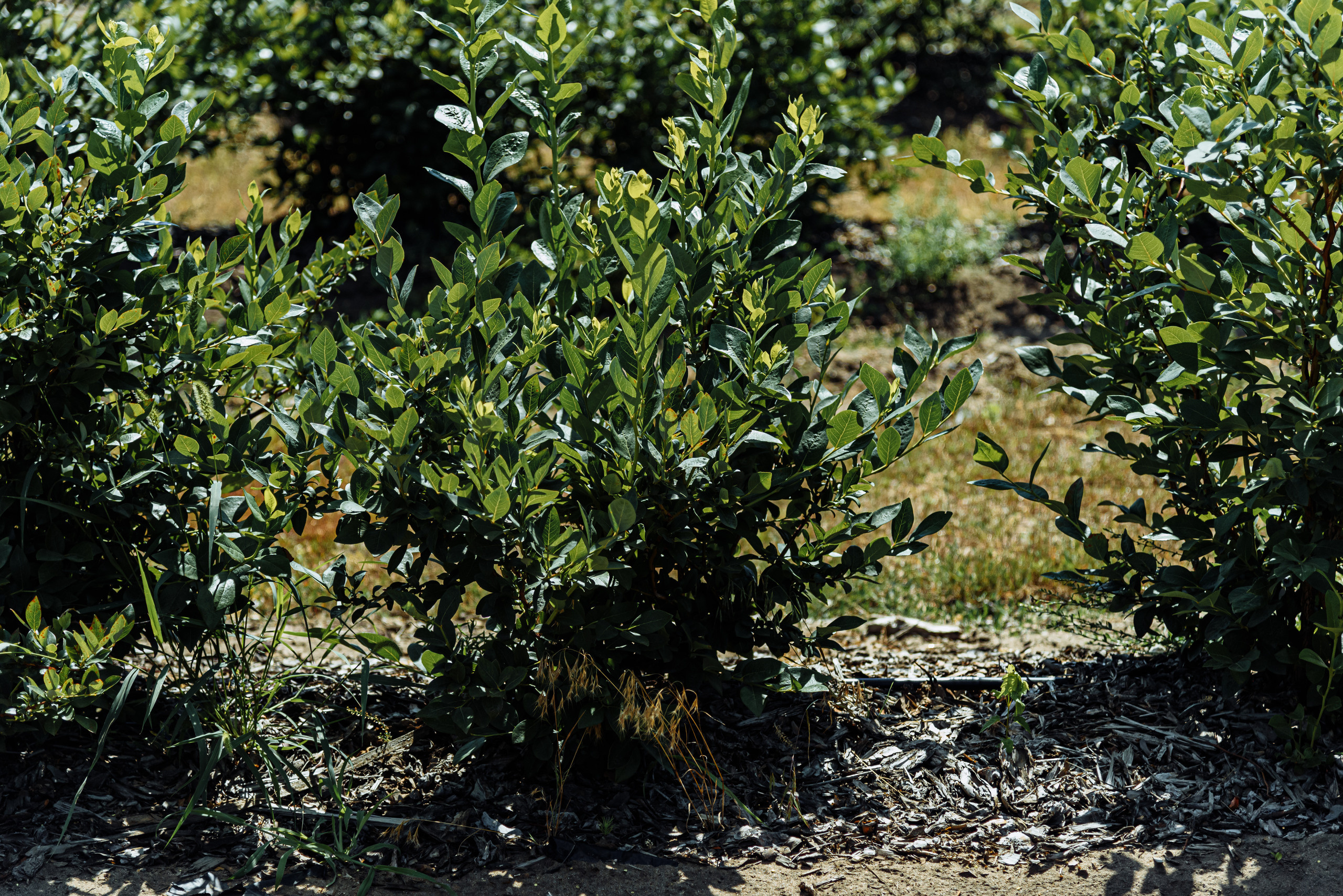 ОстрогожскСадПитомник. Фотограф, видеограф