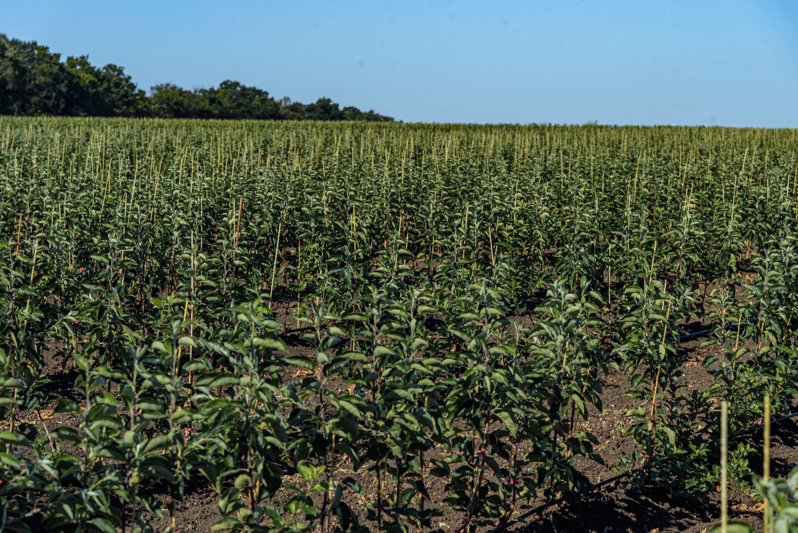 ОстрогожскСадПитомник. Фотограф, видеограф