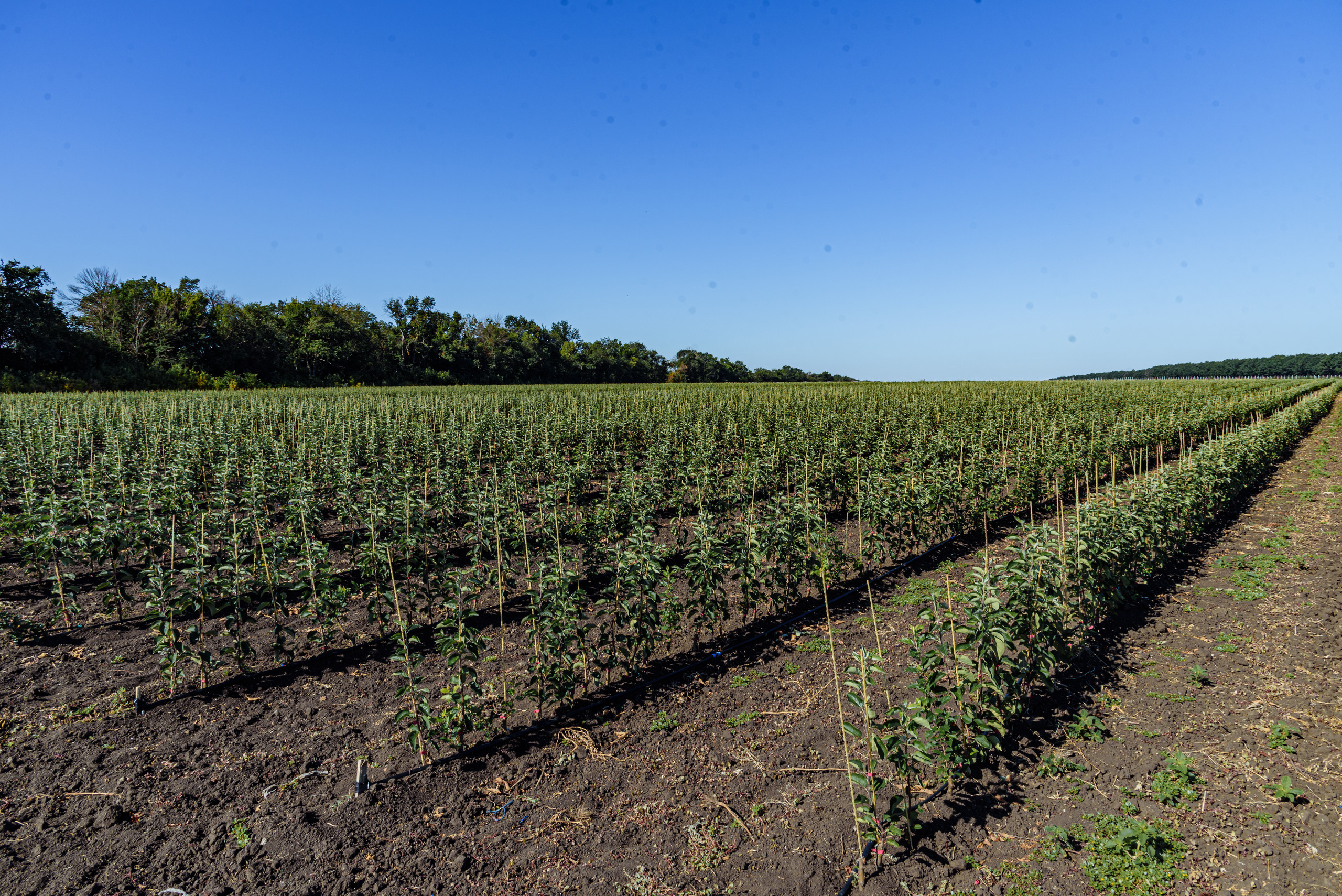 ОстрогожскСадПитомник. Фотограф, видеограф