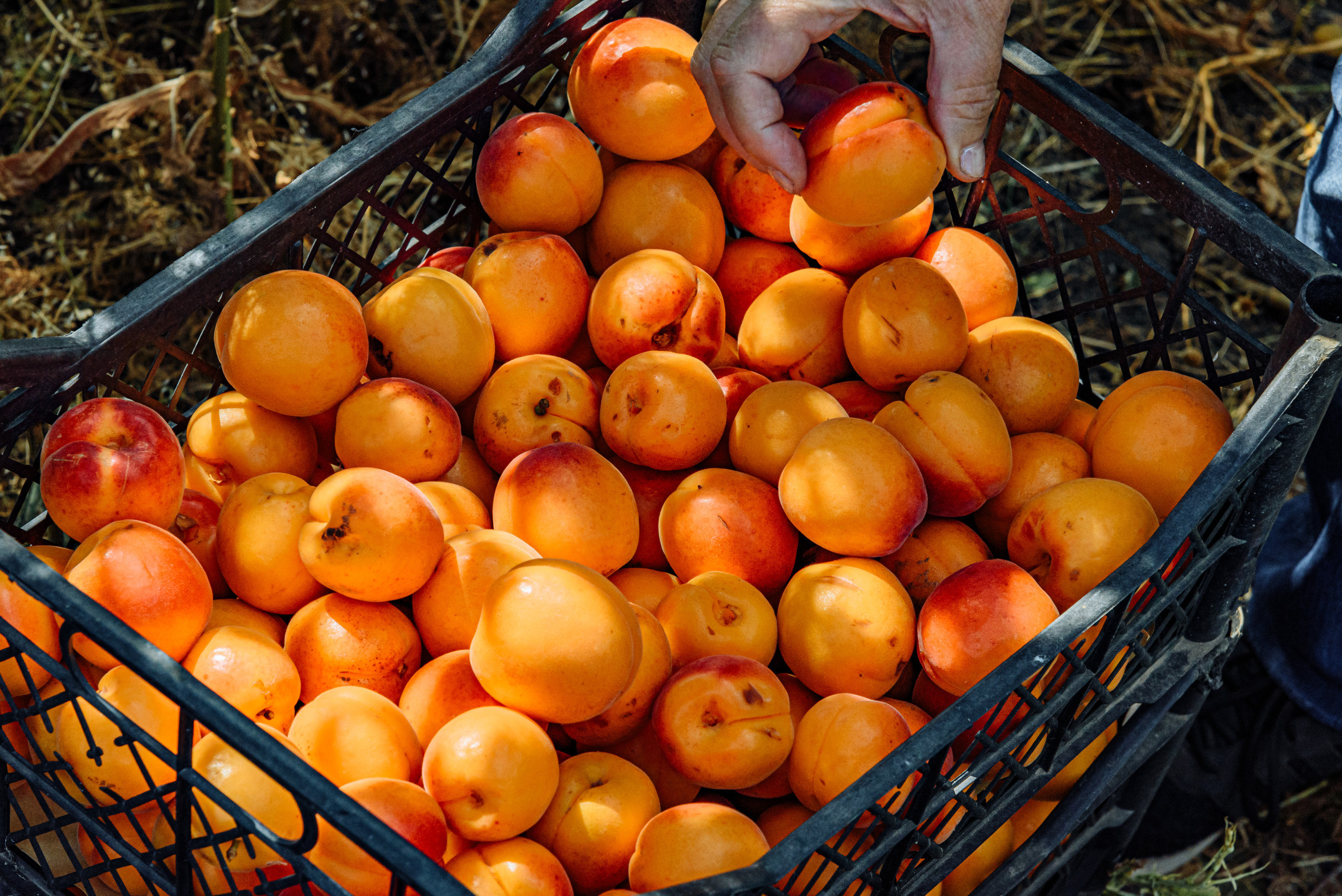 ОстрогожскСадПитомник. Фотограф, видеограф