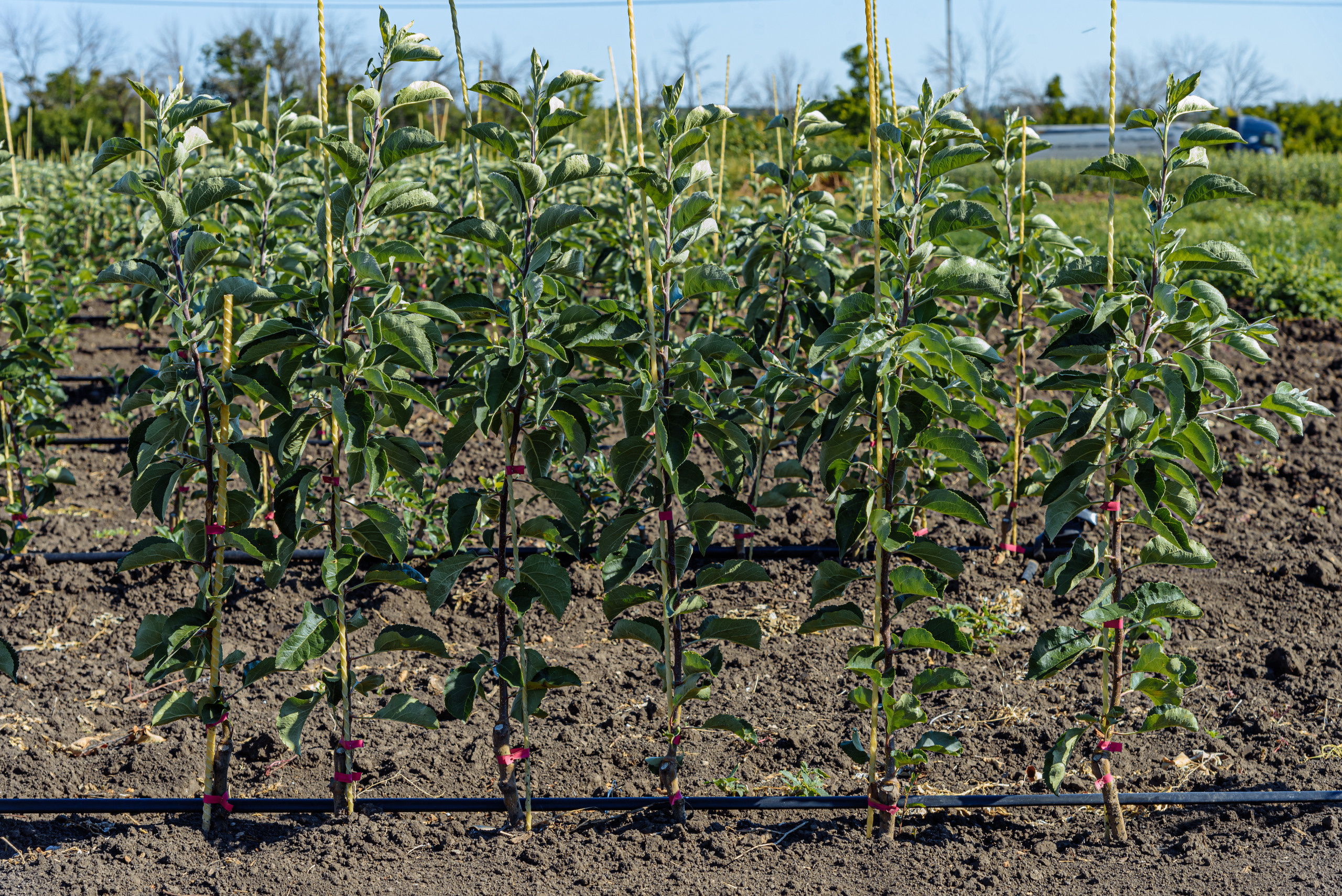 ОстрогожскСадПитомник. Фотограф, видеограф