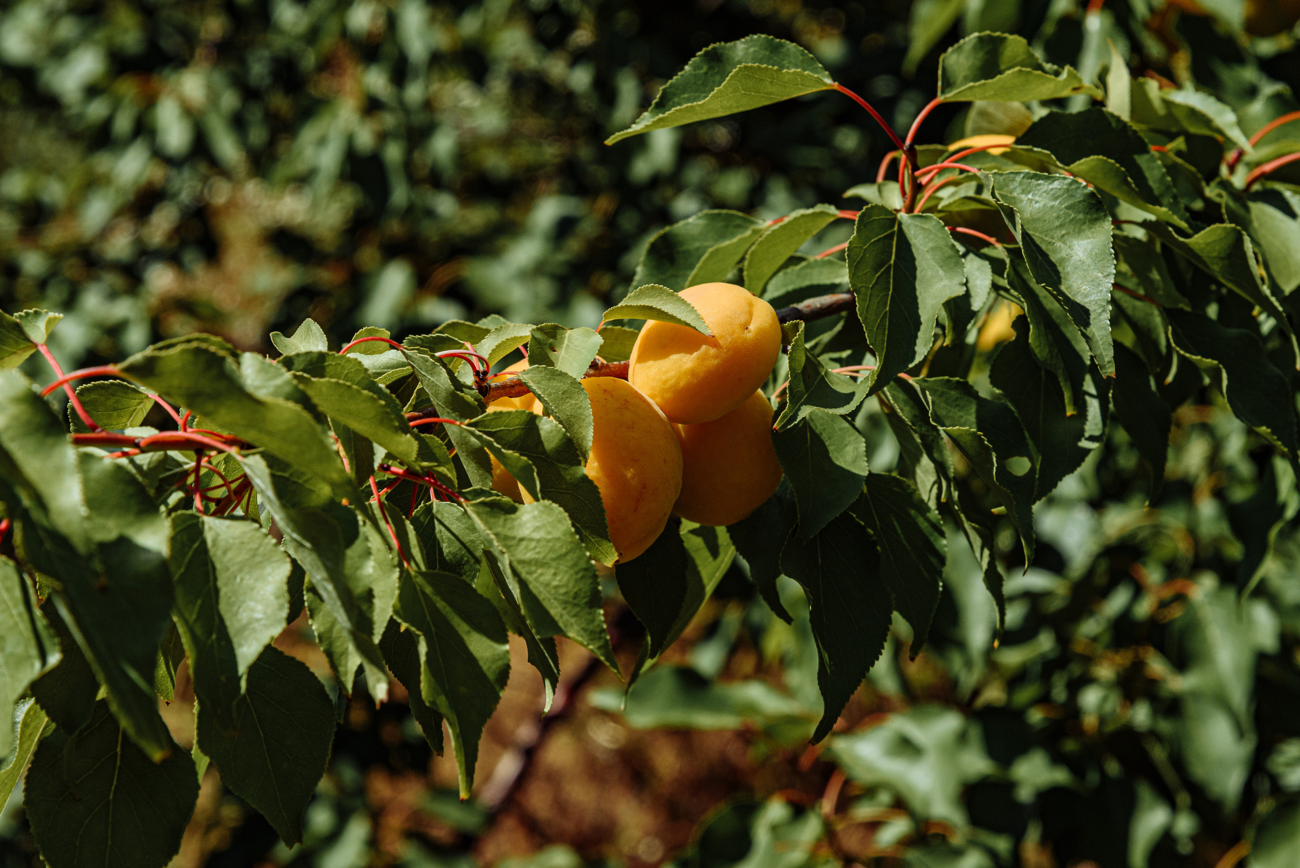ОстрогожскСадПитомник. Фотограф, видеограф