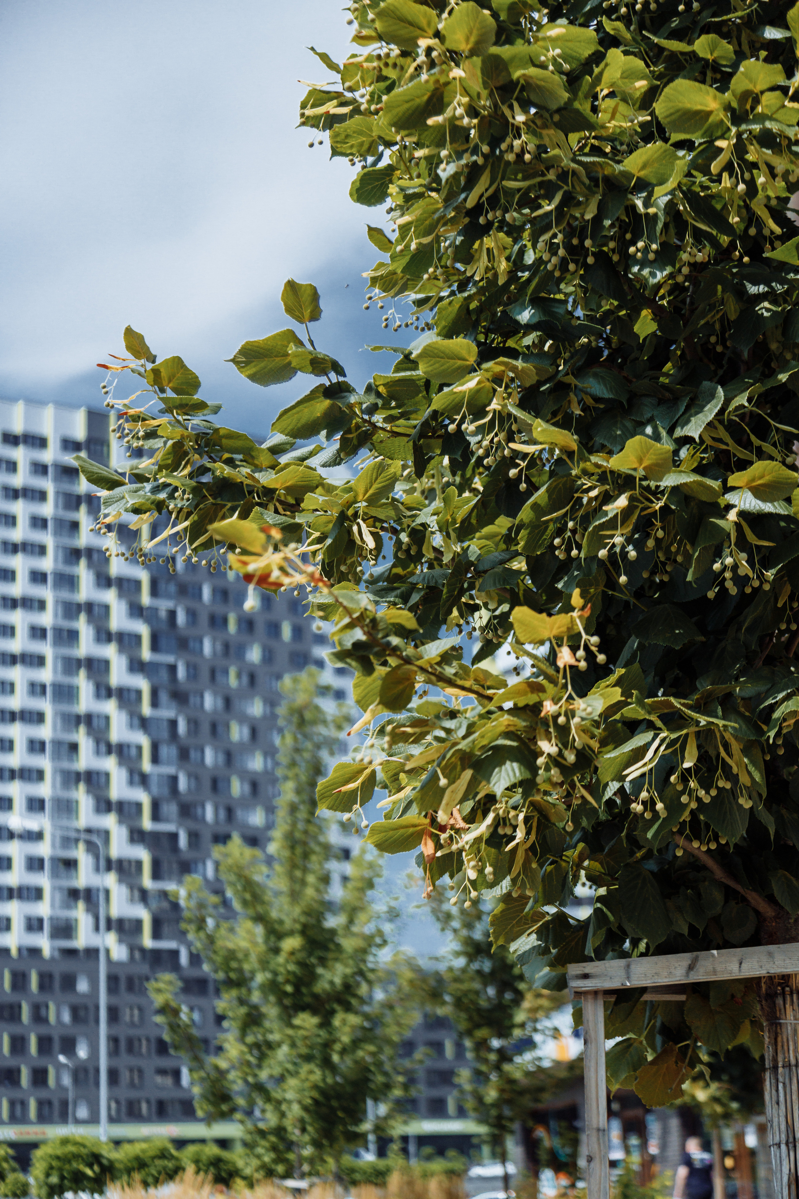 ЖК 5 Столиц, ландшафтный дизайн. Фотограф, видеограф