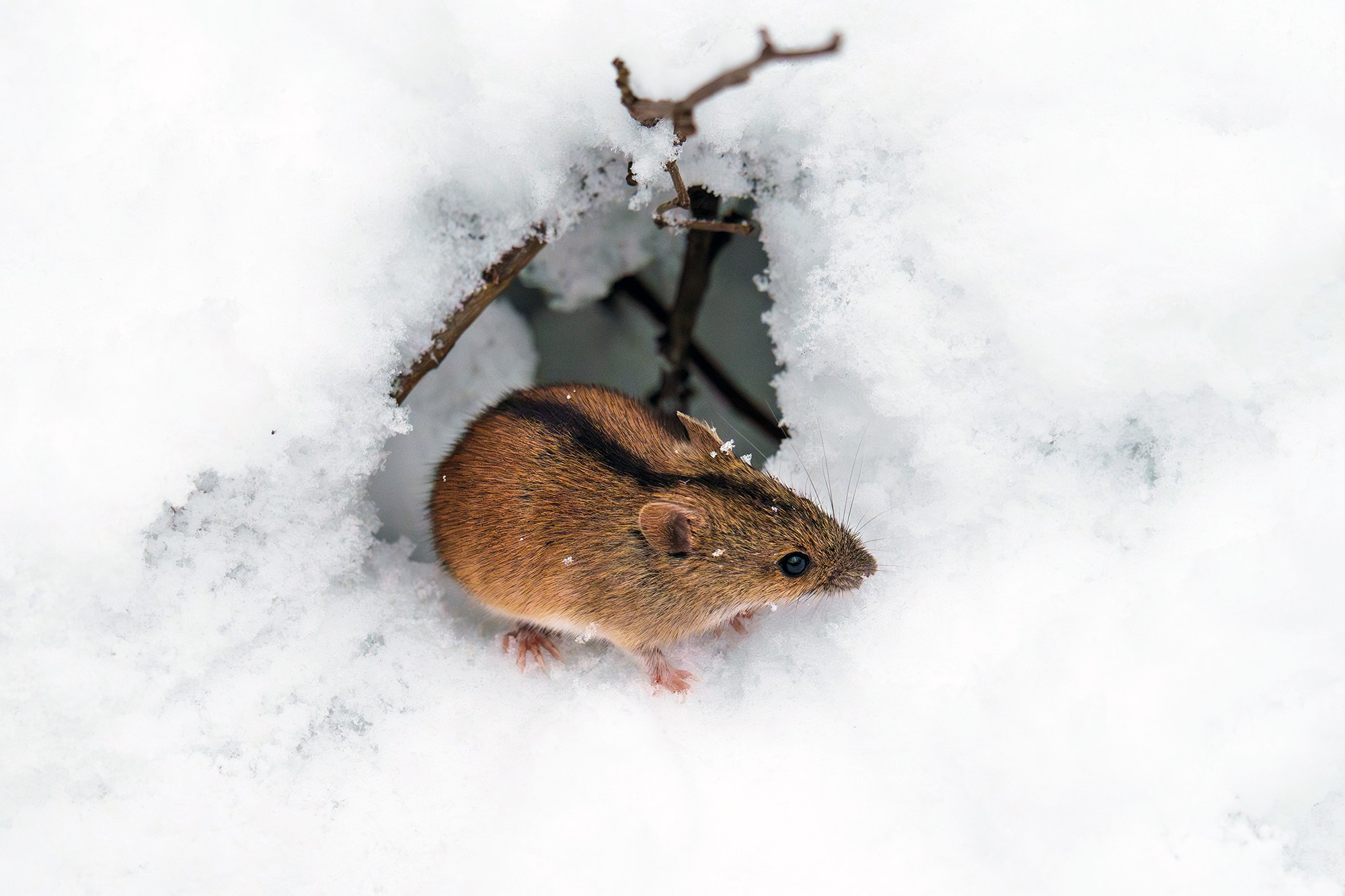 Животные. Ваш личный фотограф Марина Волкова