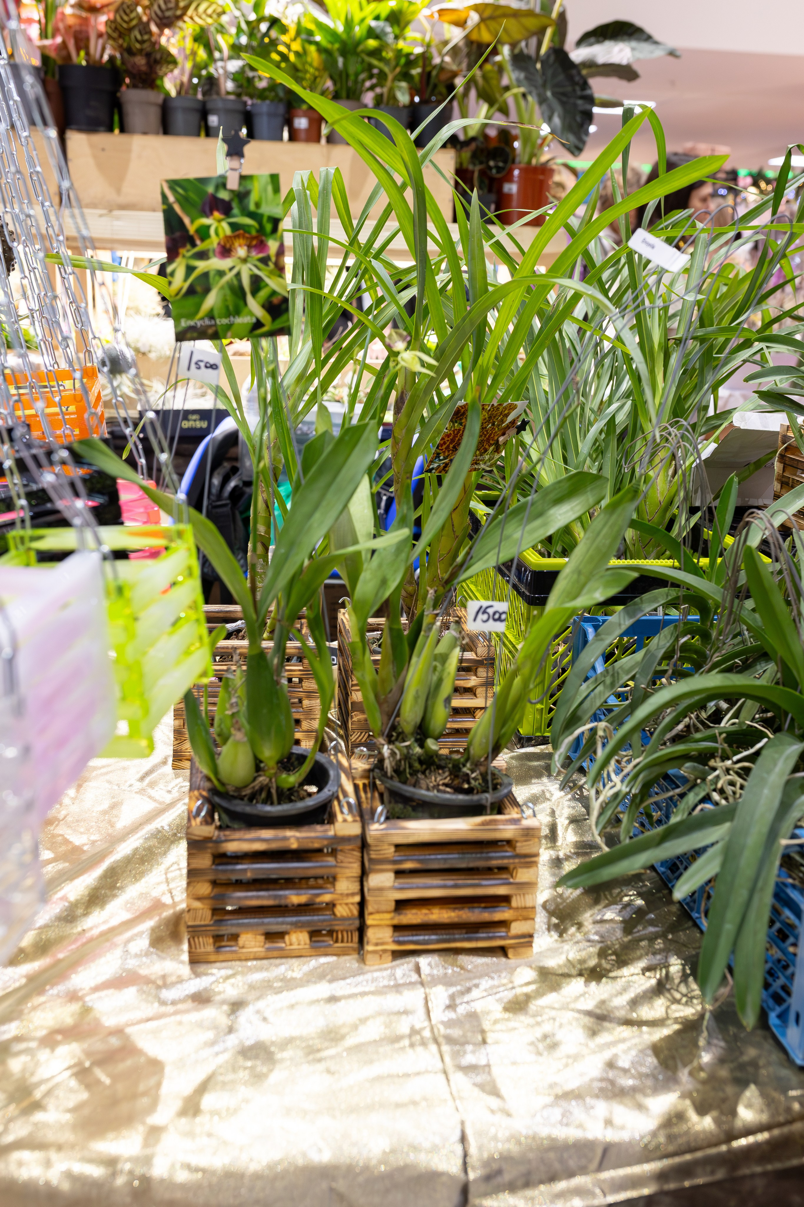 Орхидиум 12.2025. Александра Куликова фотограф, Москва