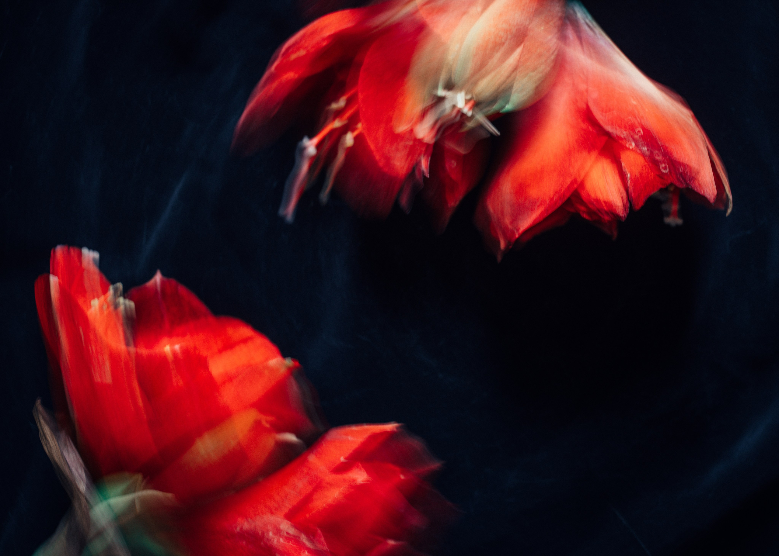 Амариллис. Портретный арт-фотограф в Екатеринбурге Алена Нестерова