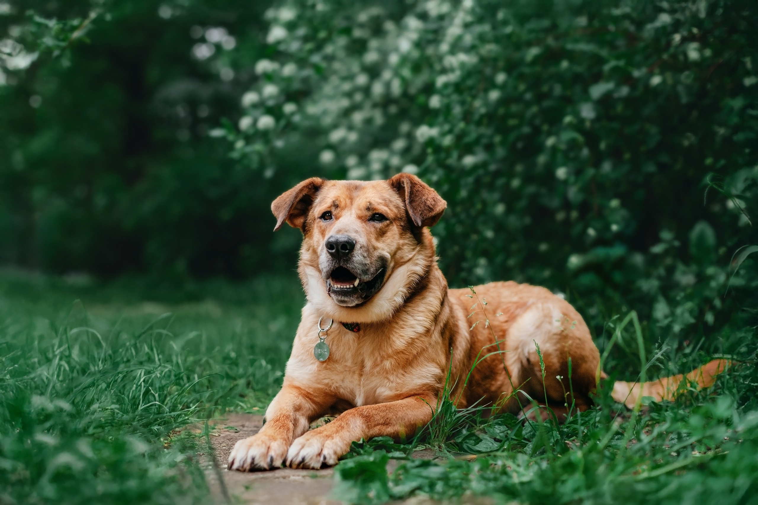 Собаки из приюта Дубовая роща лето 2025. Фотограф-анималист Татьяна Степанова