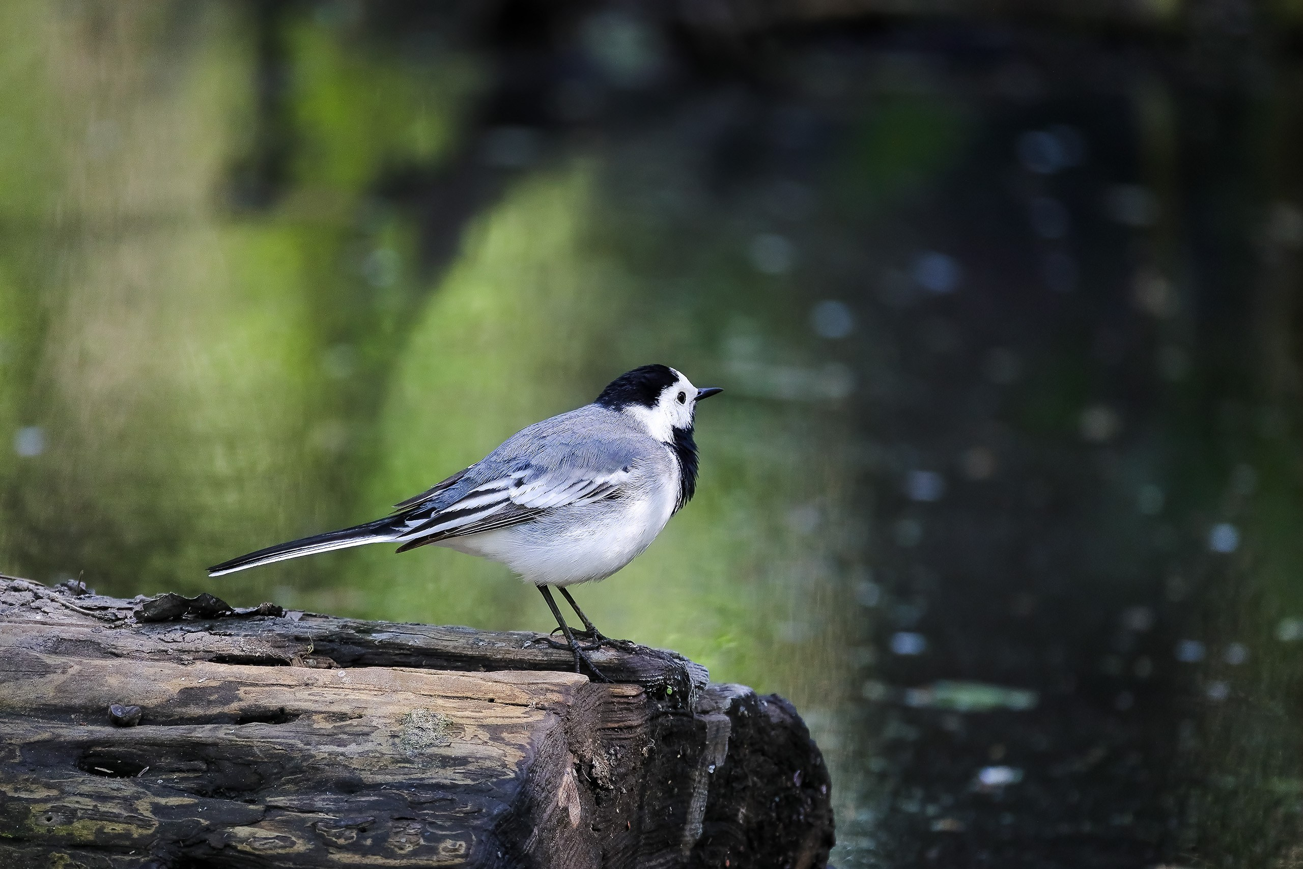 Белая трясогузка на бревне
