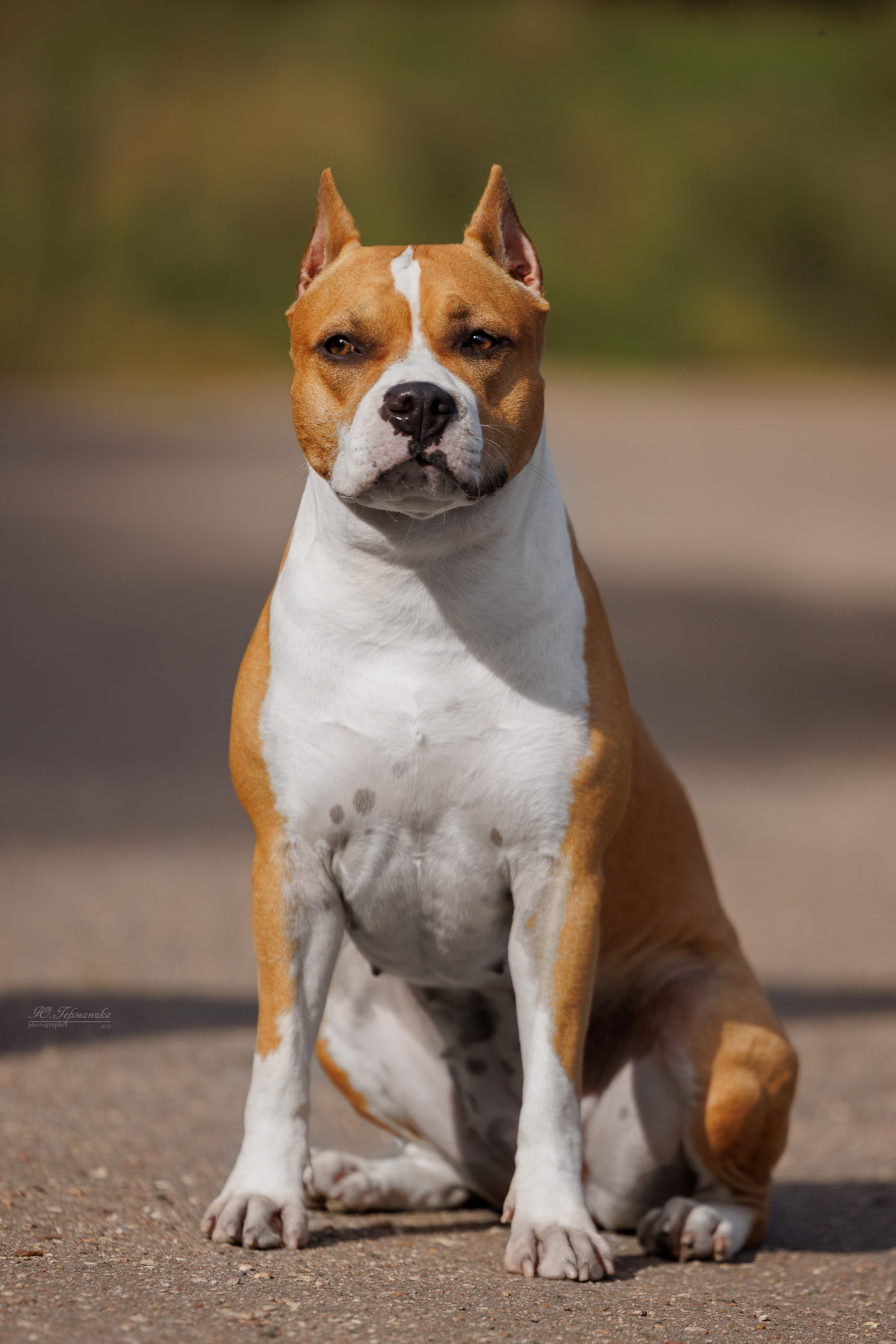 Зеленоград 13.09.2025. Фотограф-анималист Юлия Германика