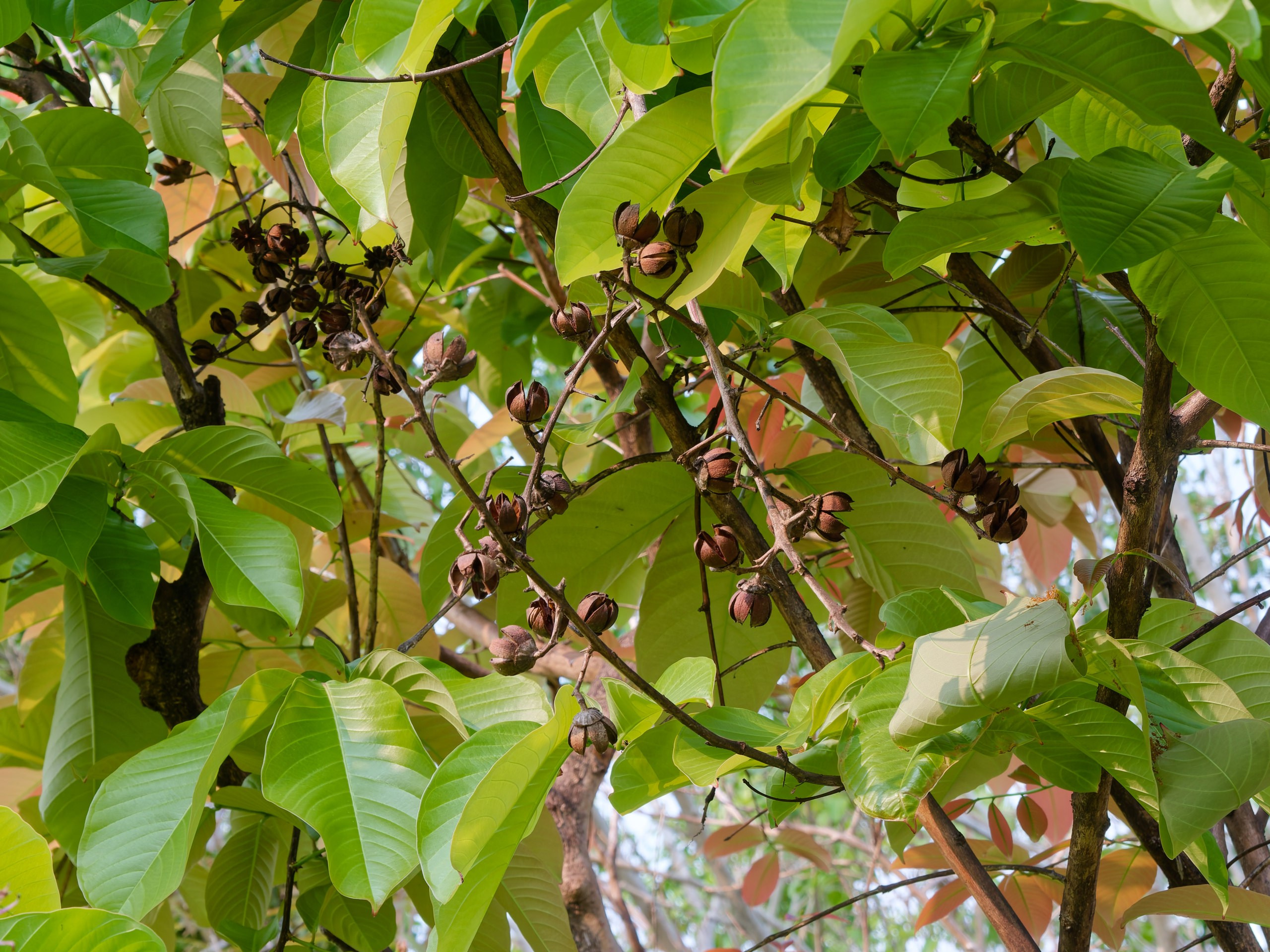 Хайнань 2026, флора, цветы и деревья. Фотопрогулки по Миру