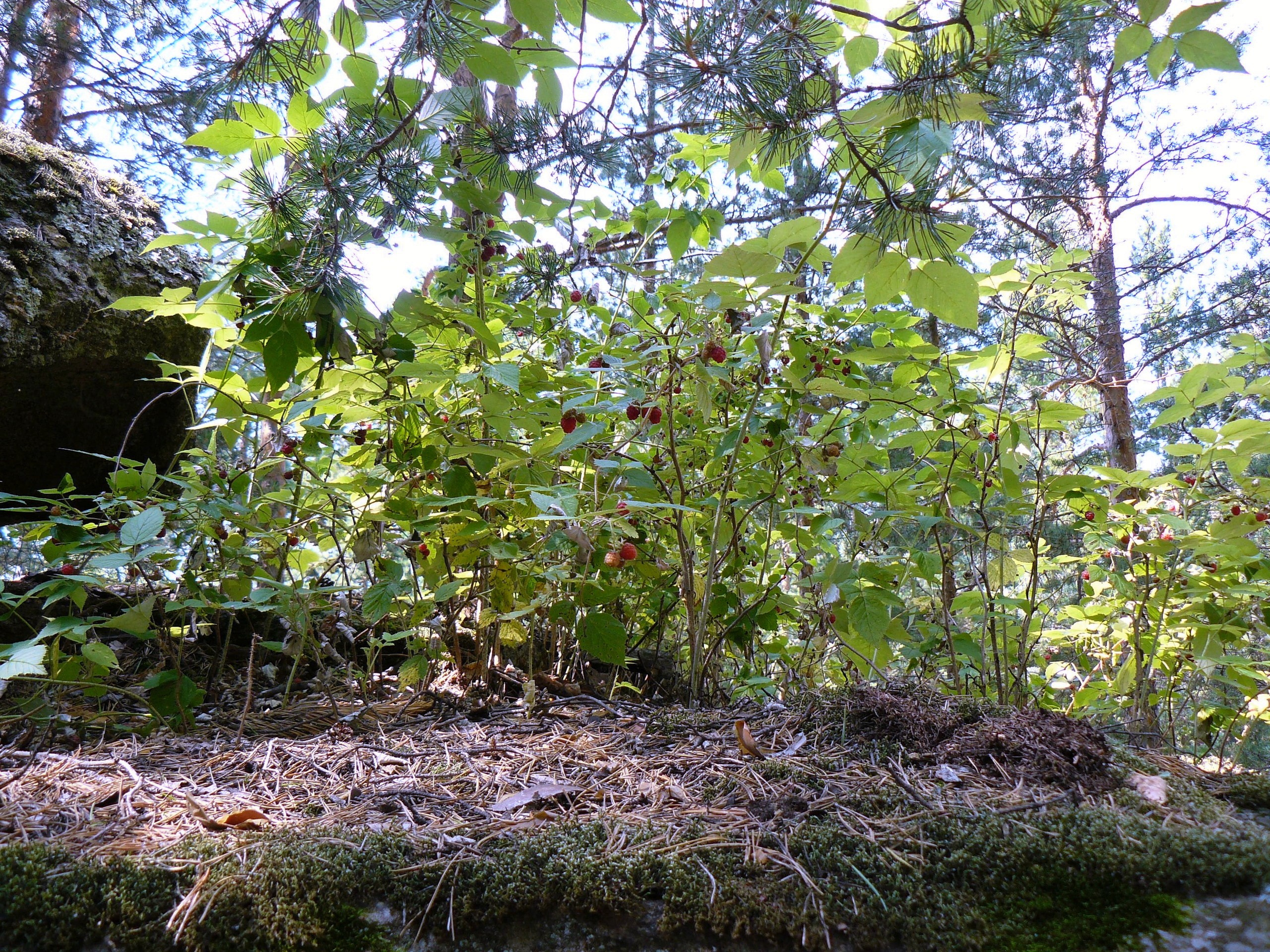 Боровое 2018 (из архива). Избранные фотографии