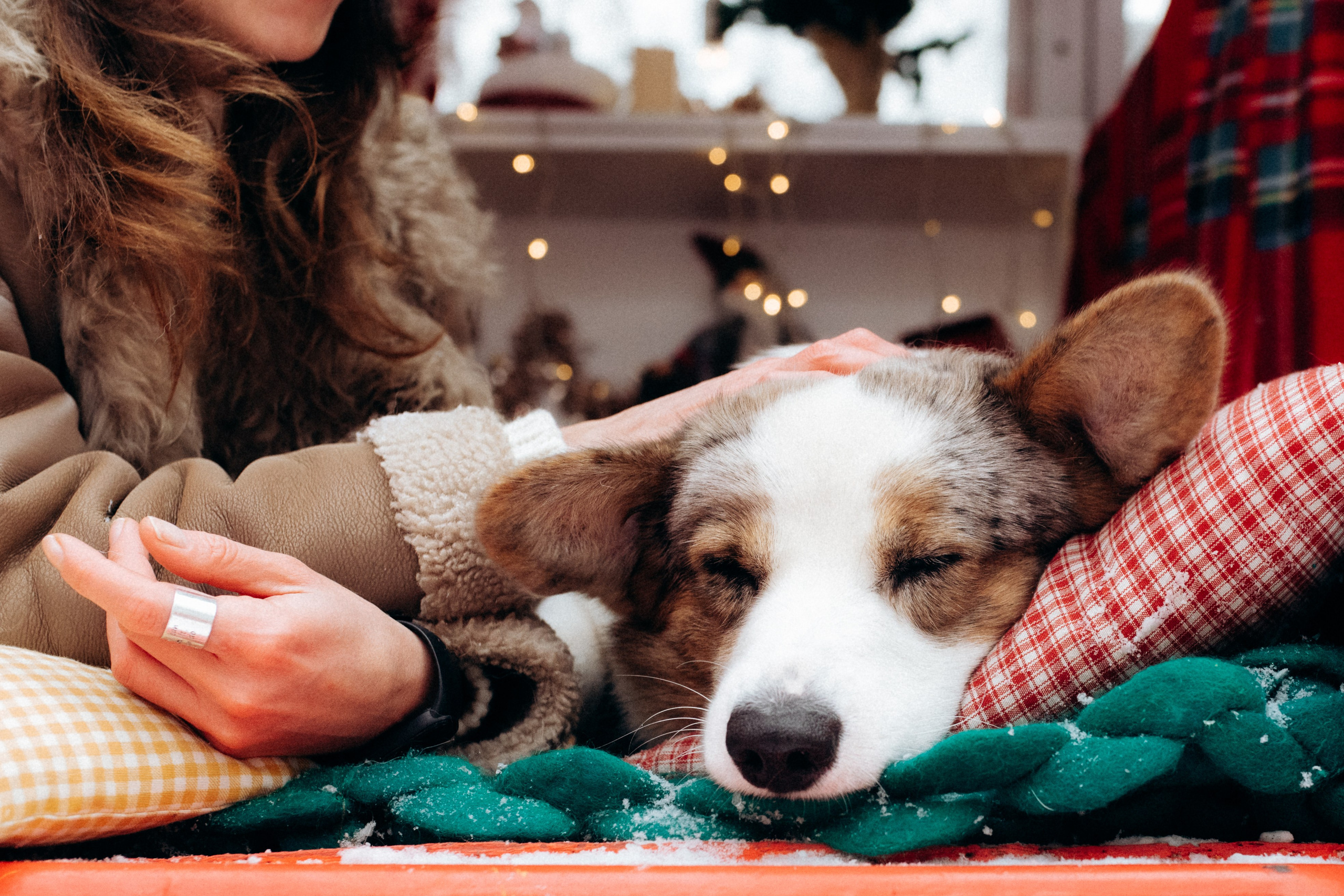 Маша и Дэф. Фотограф анималист в Москве Ольга Агушева