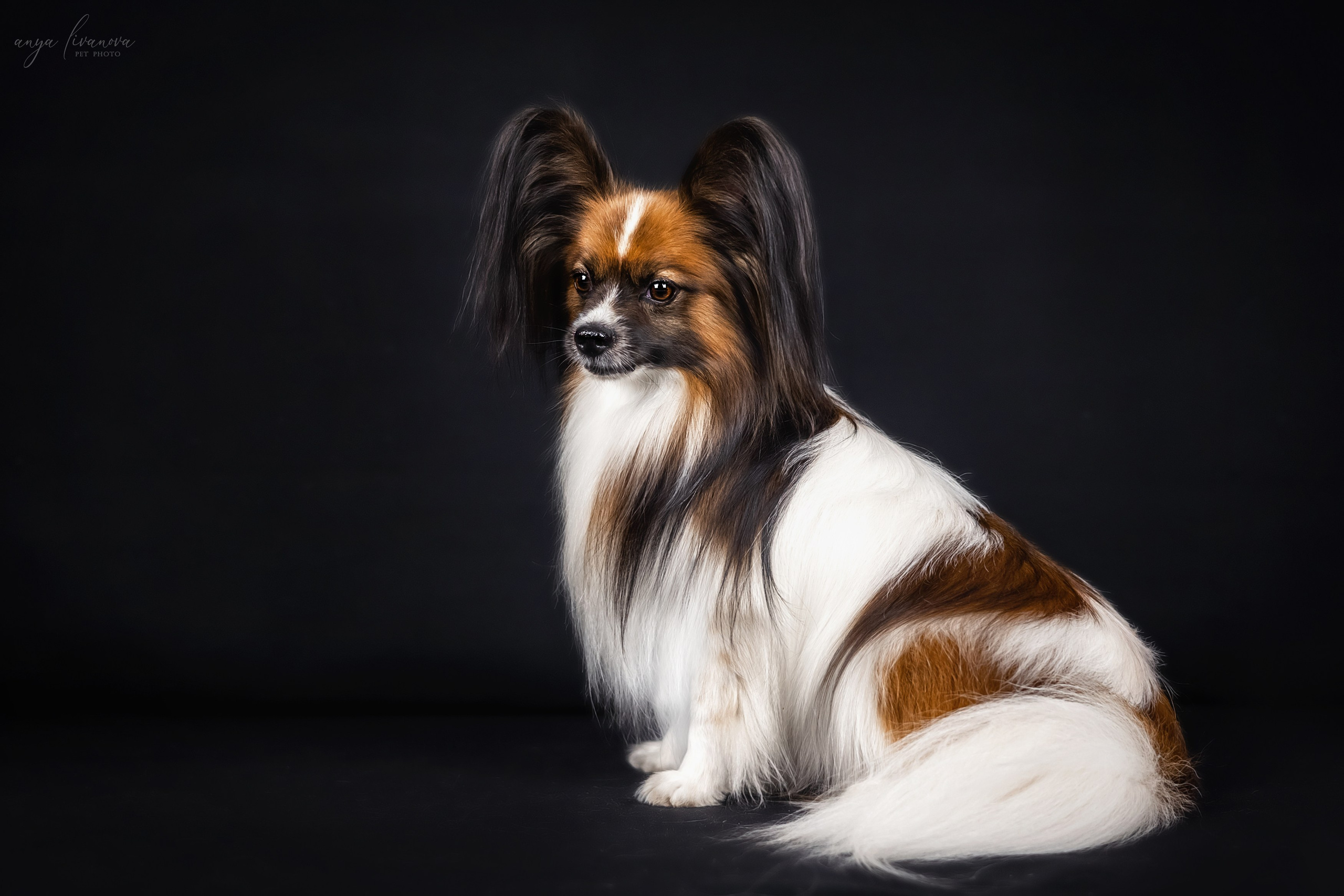 Террик. Фотограф анималист Аня Ливанова | Рыбинск