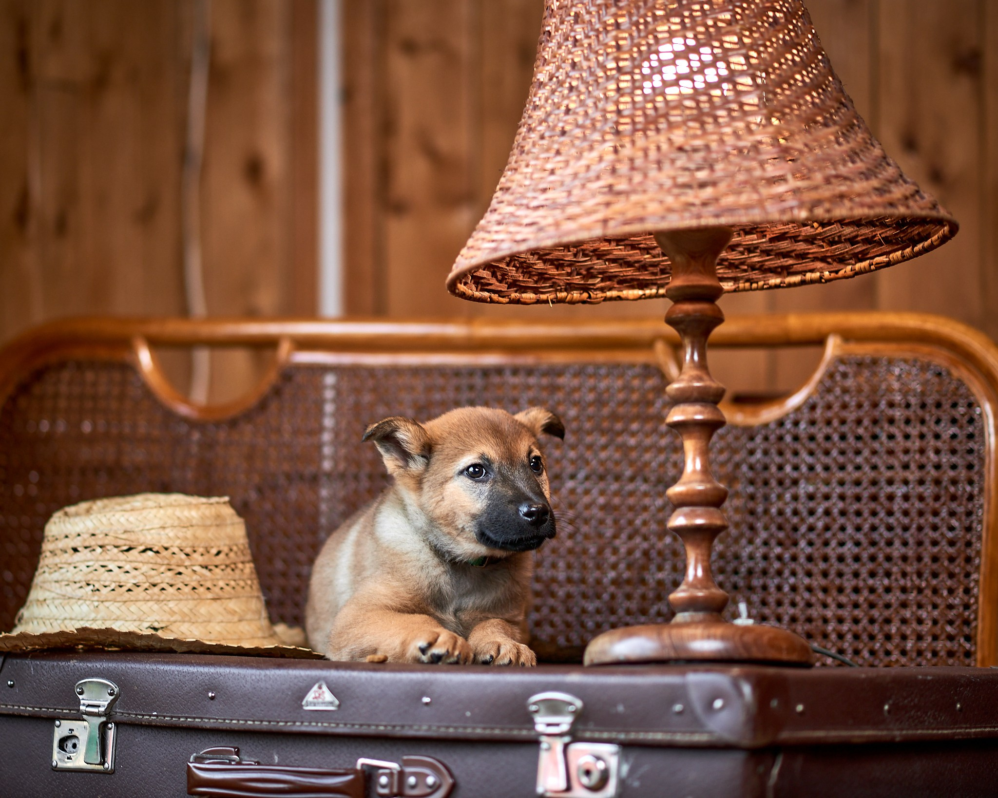 Фотосъемка животных