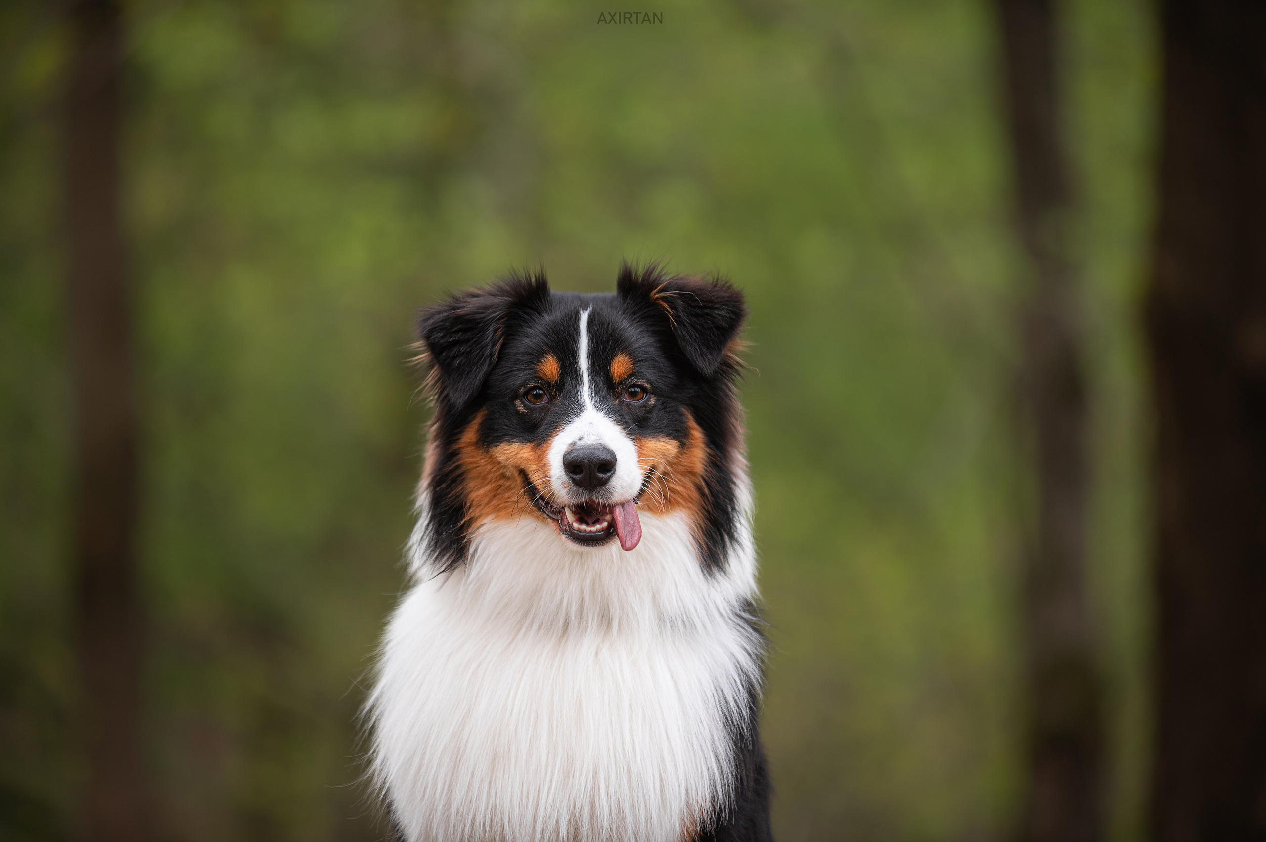 Рем. BLGKV питомник собак