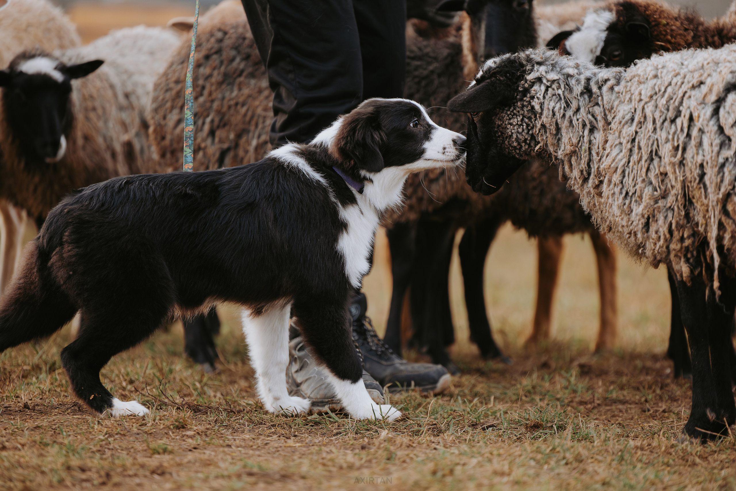 Кубрау. BLGKV питомник собак