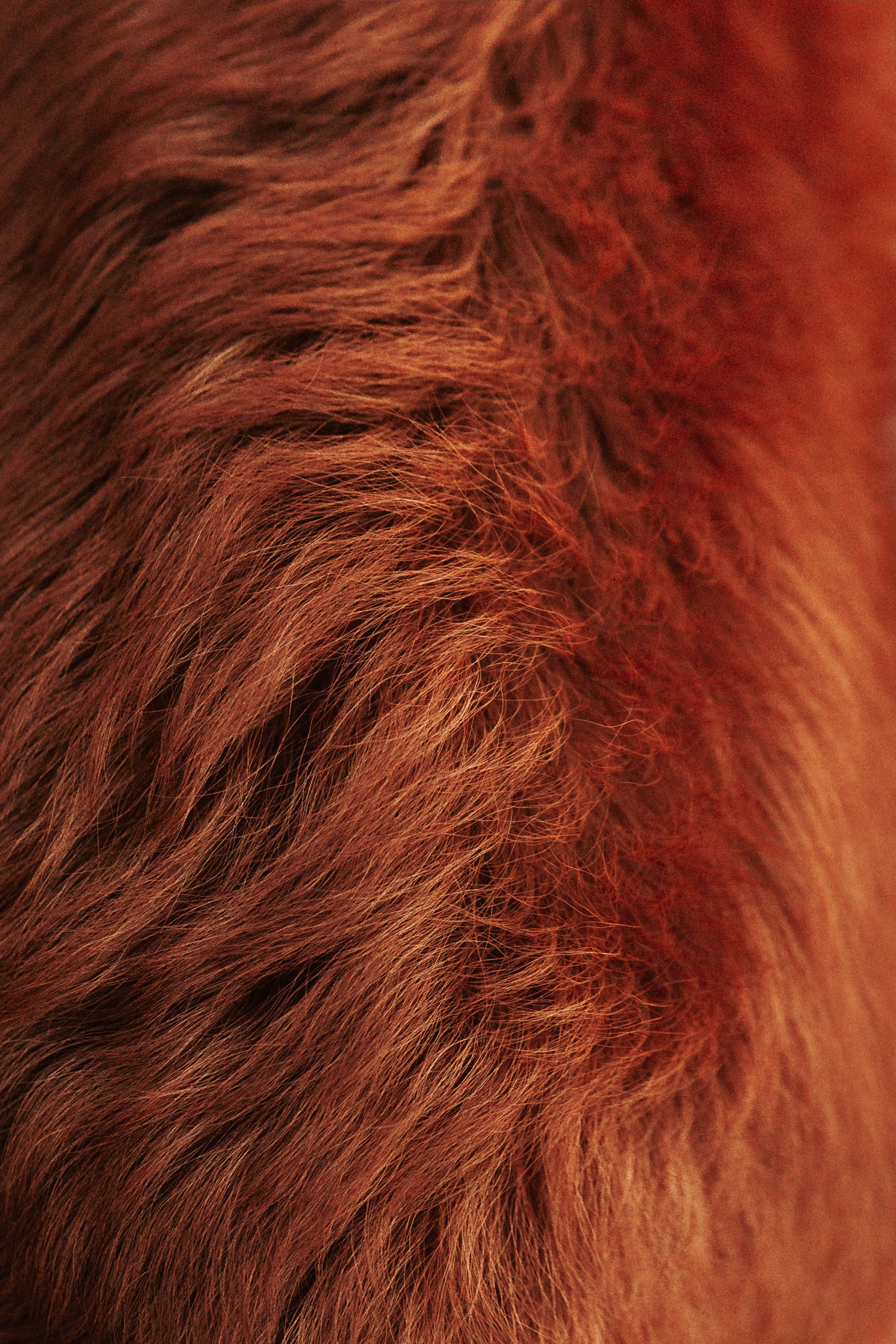 Таня и Лео. Фотограф-анималист Анастасия Парфенова|Екатеринбург