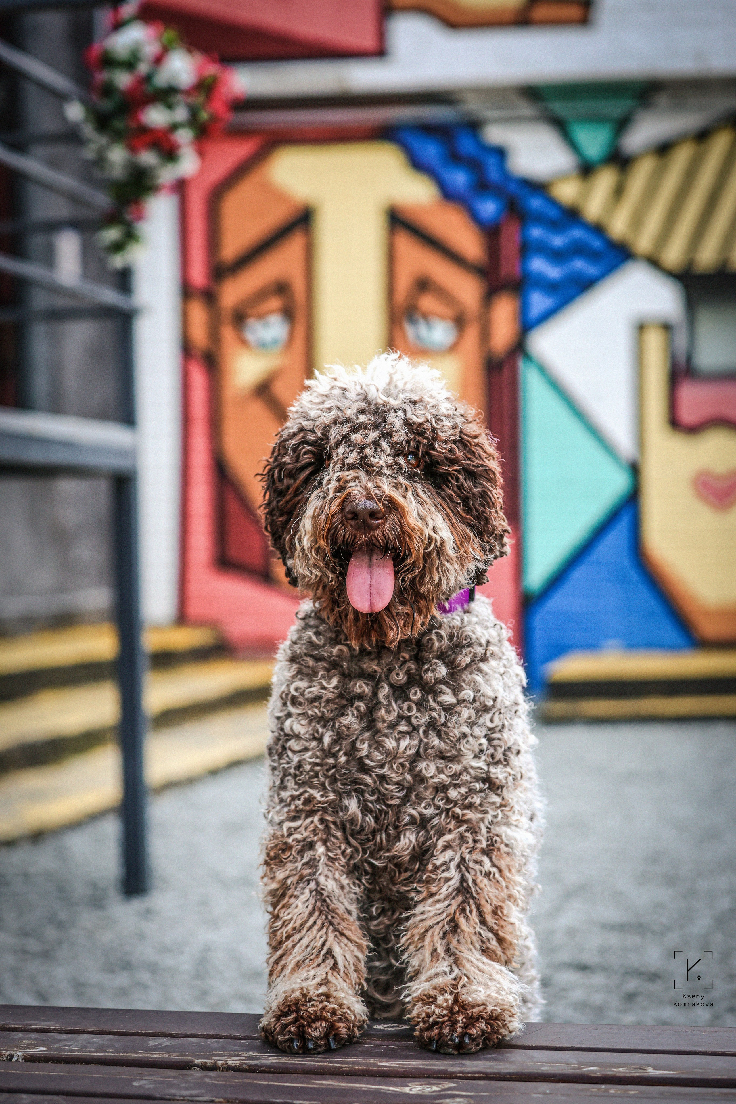 Съемка собак. Анималистика. Репортаж. Индивидуальная съемка