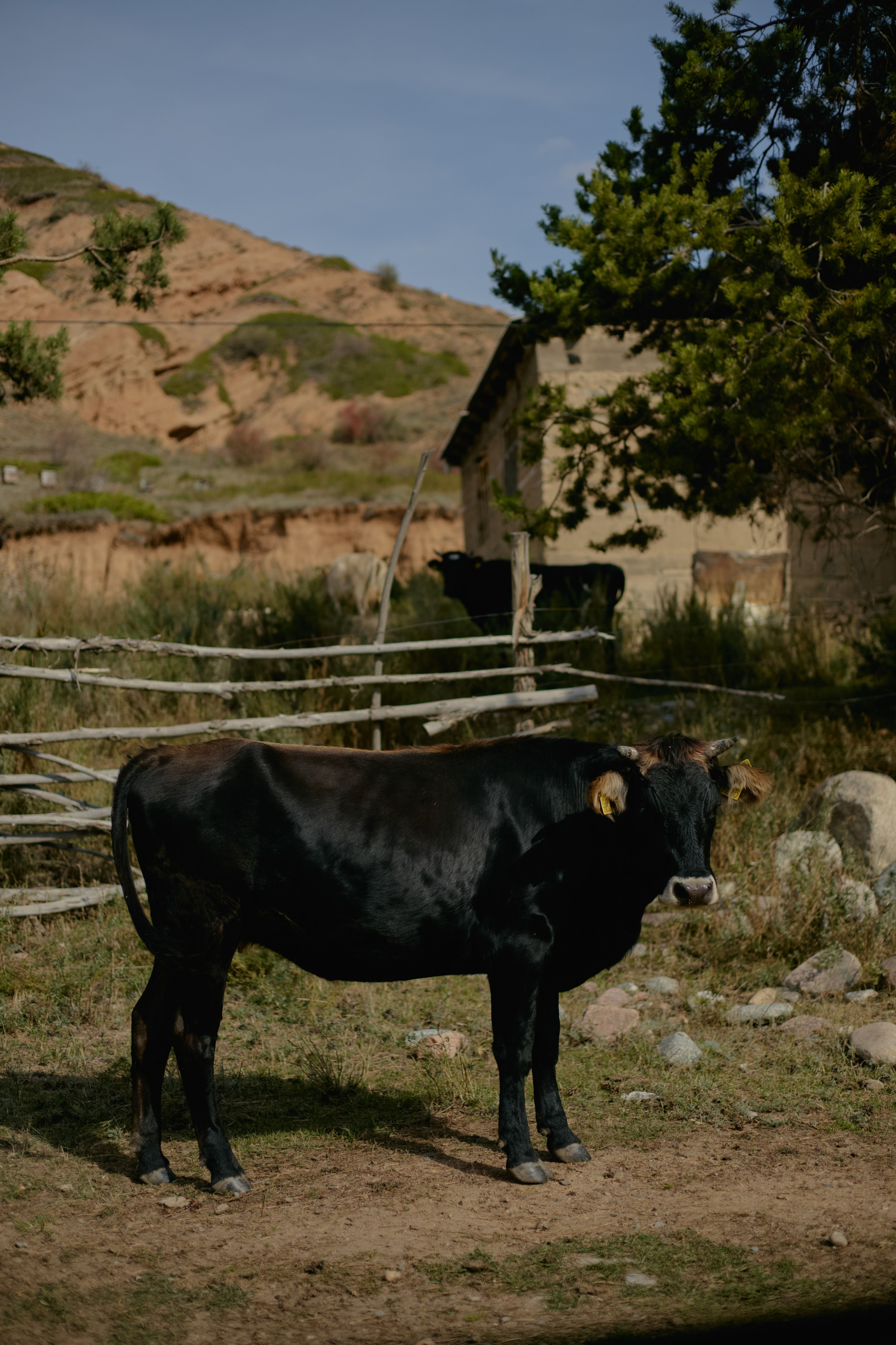 Кыргызтан. Профессиональный Фотограф во Владимире, в Москве и в Суздале — Полина Романычева