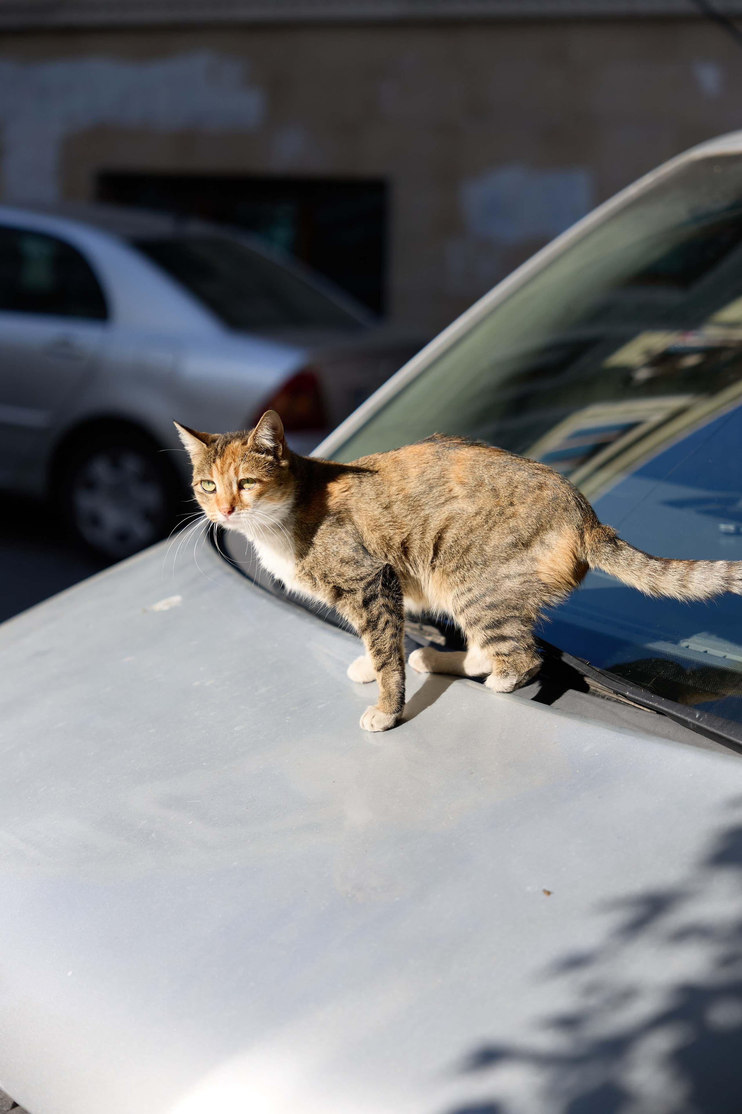 Стамбул 24. Фотограф Москва, Дима Пеллер