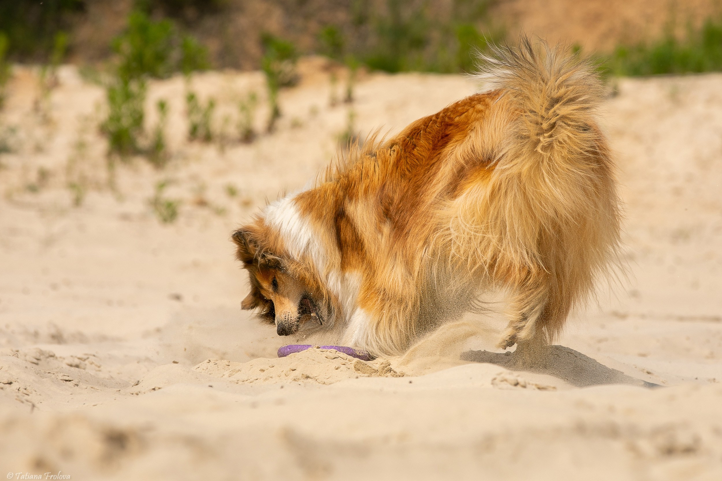 Анималистическая фотосъемка на озере в Лыткарино Московской области. Фотограф-анималист в Москве и Московской области Татьяна Фролова