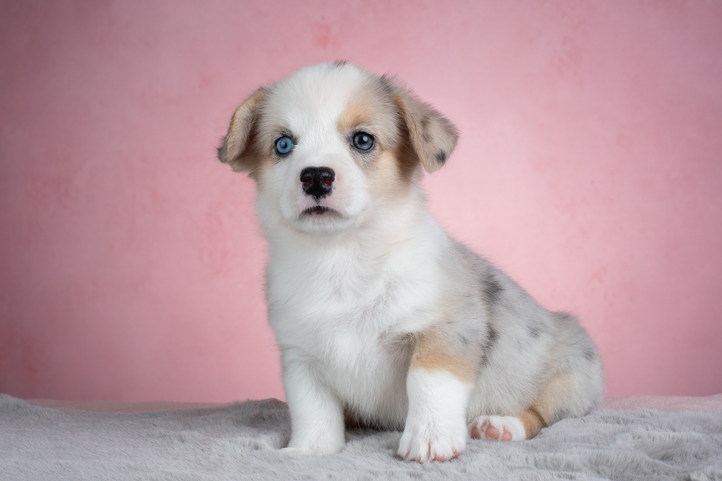 Съемка щенков на розовом фоне. Фотограф-анималист в Москве и Московской области Татьяна Фролова