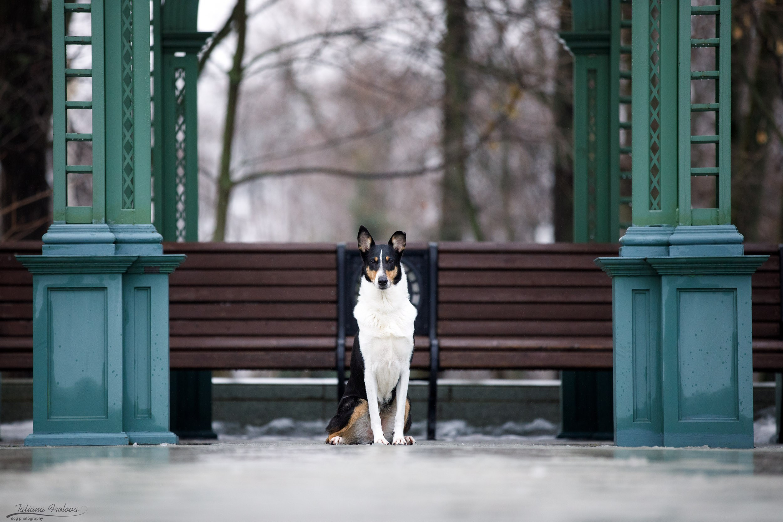 Фотопрогулка короткошерстной колли в Москве. Фотограф-анималист в Москве и Московской области Татьяна Фролова