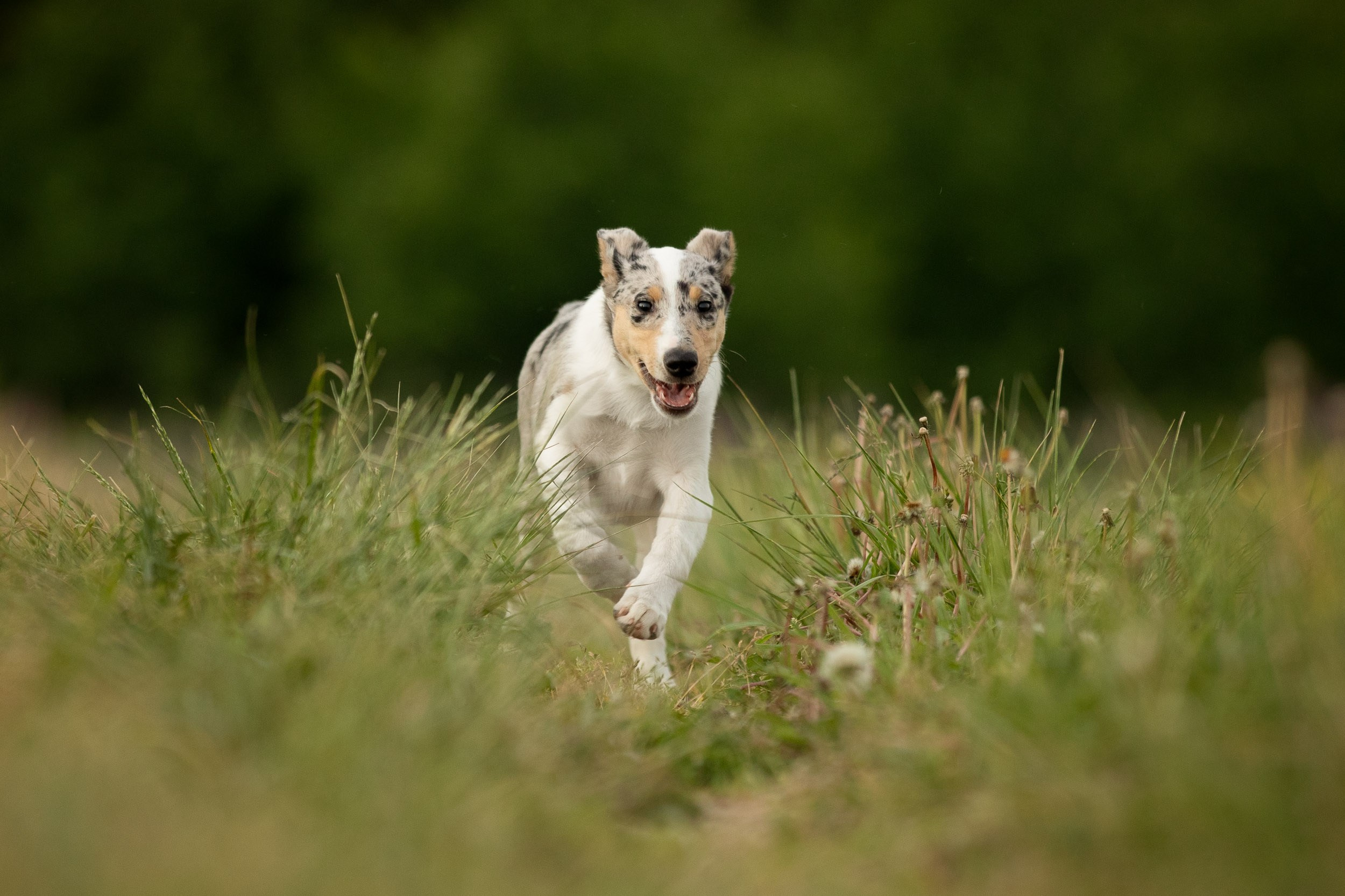 Щенок короткошерстной колли в 3 месяца на прогулке в поле. Фотограф-анималист в Москве и Московской области Татьяна Фролова