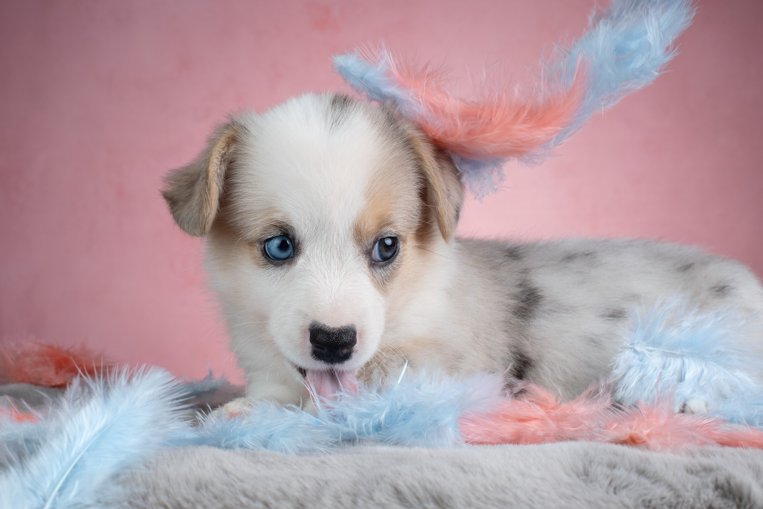 Съемка щенков на розовом фоне. Фотограф-анималист в Москве и Московской области Татьяна Фролова
