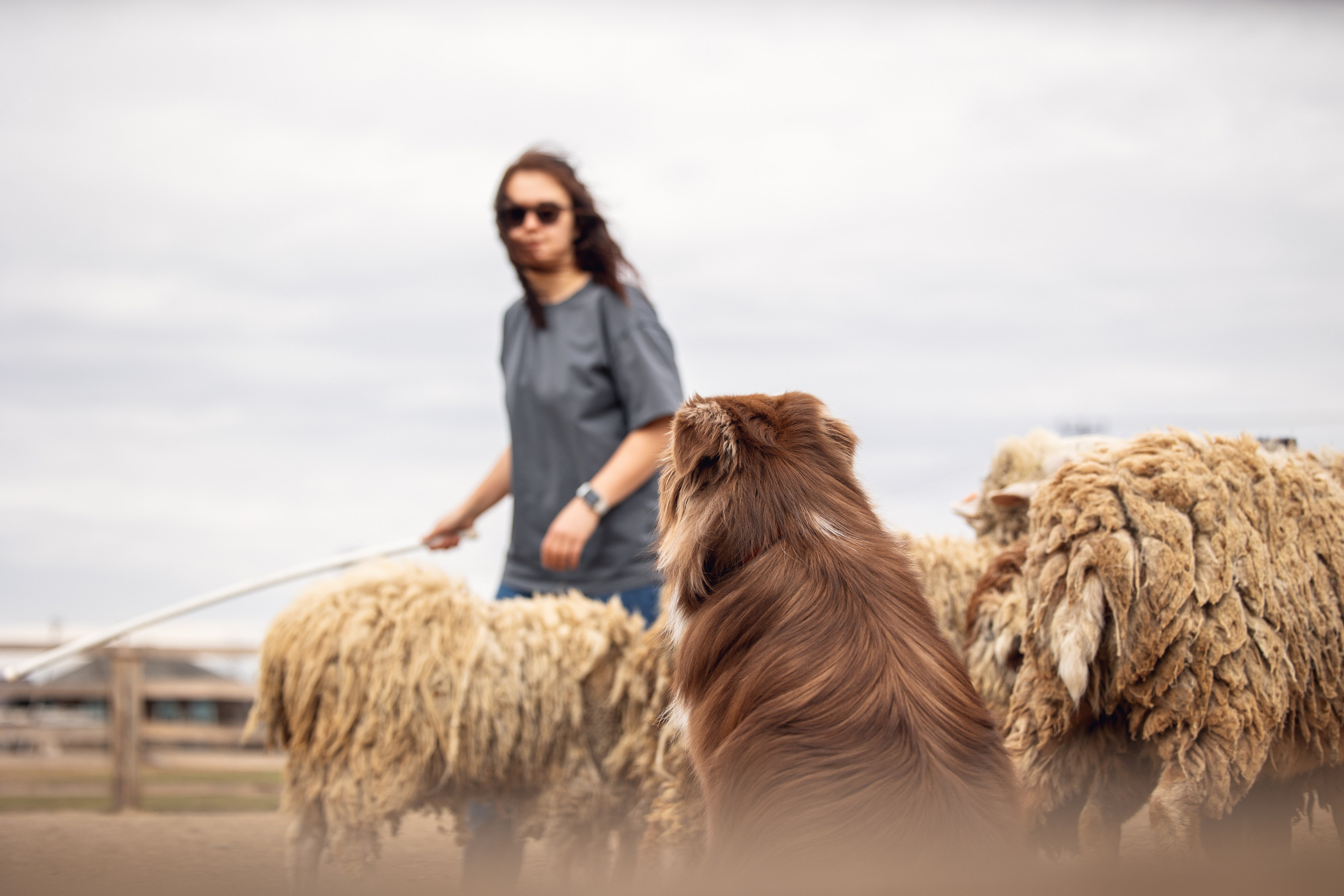 Анна и Вуди. YULA KOLESOVA | Фотограф — Анималист | Художник | Тюмень