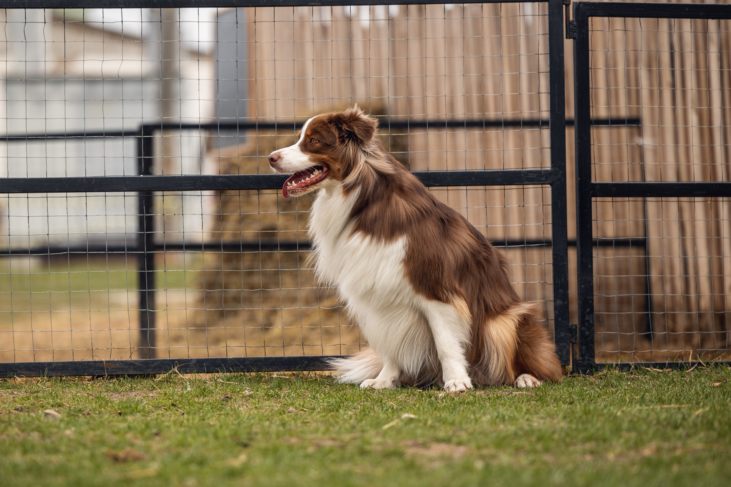 Анна и Вуди. YULA KOLESOVA | Фотограф — Анималист | Художник | Тюмень
