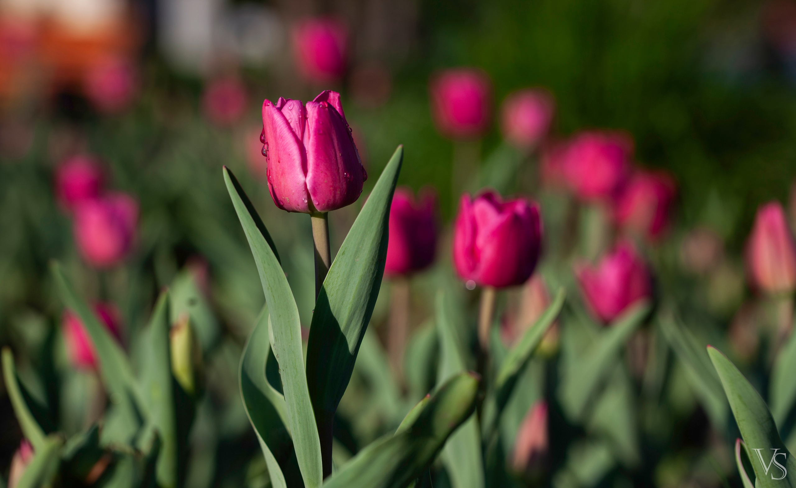 Фотографии растений Виктор Степанов. Фотограф Виктор Степанов