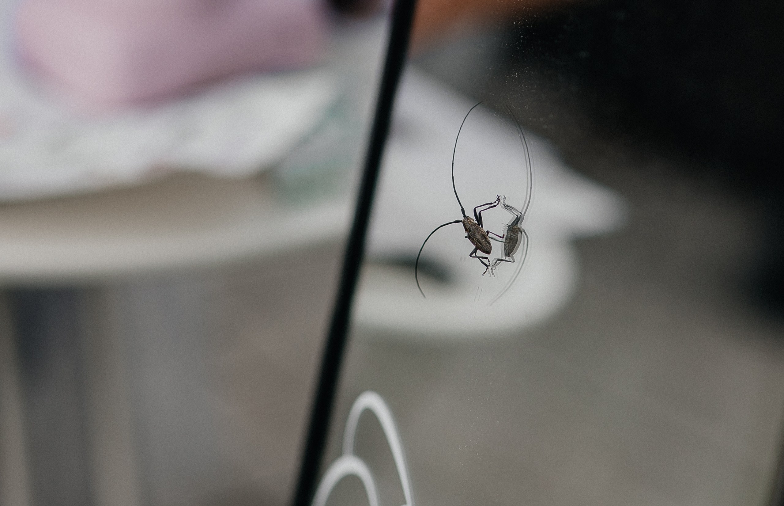 Никита и Наташа 2025. Свадебный и портретный фотограф Алина Иванова. Екатеринбург-Москва