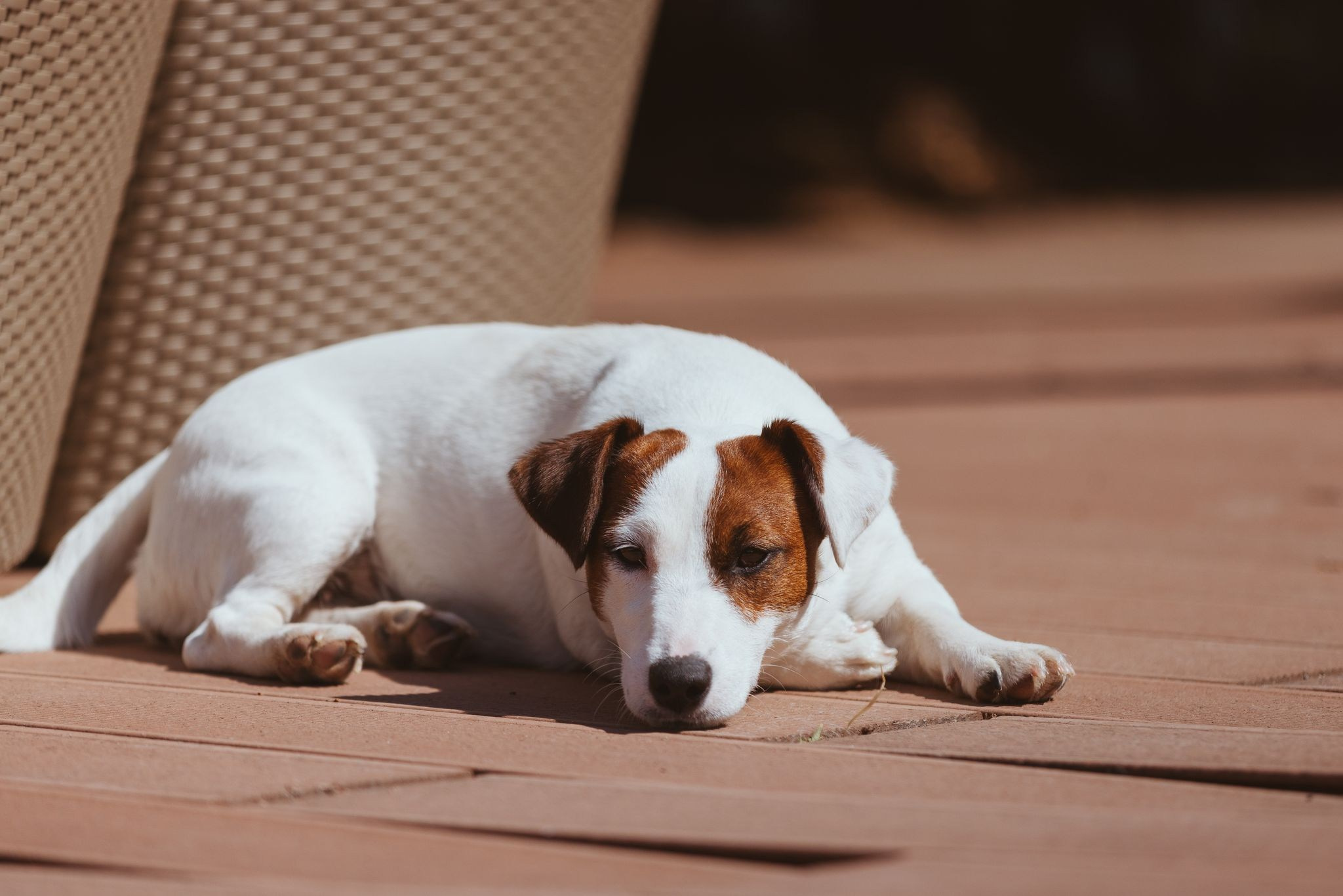 CANE MAESTRO MARSHMALLOW. CANE MAESTRO — kennel Jack Russell Terrier